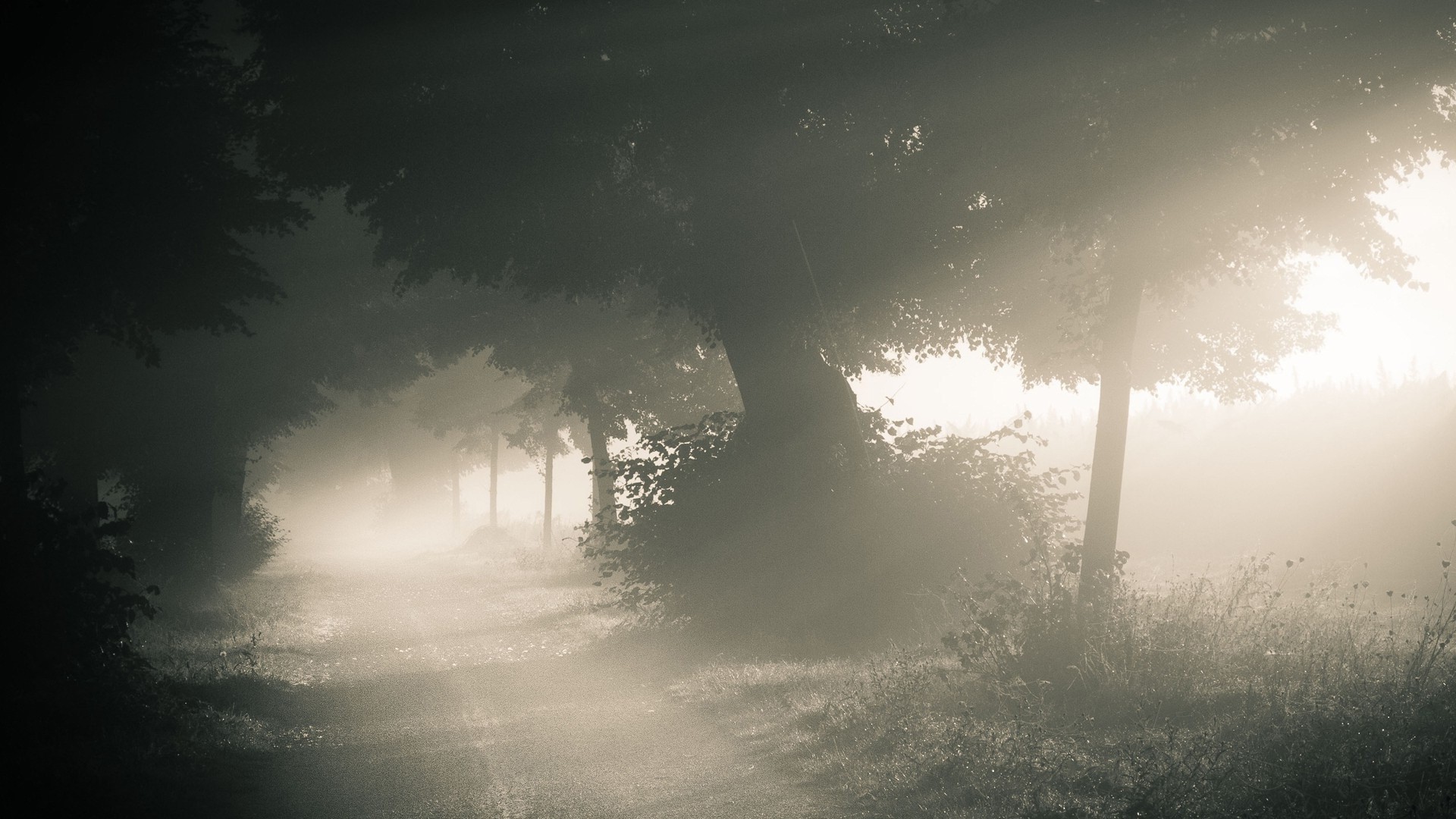 Wallpapers sunlight trees landscape on the desktop
