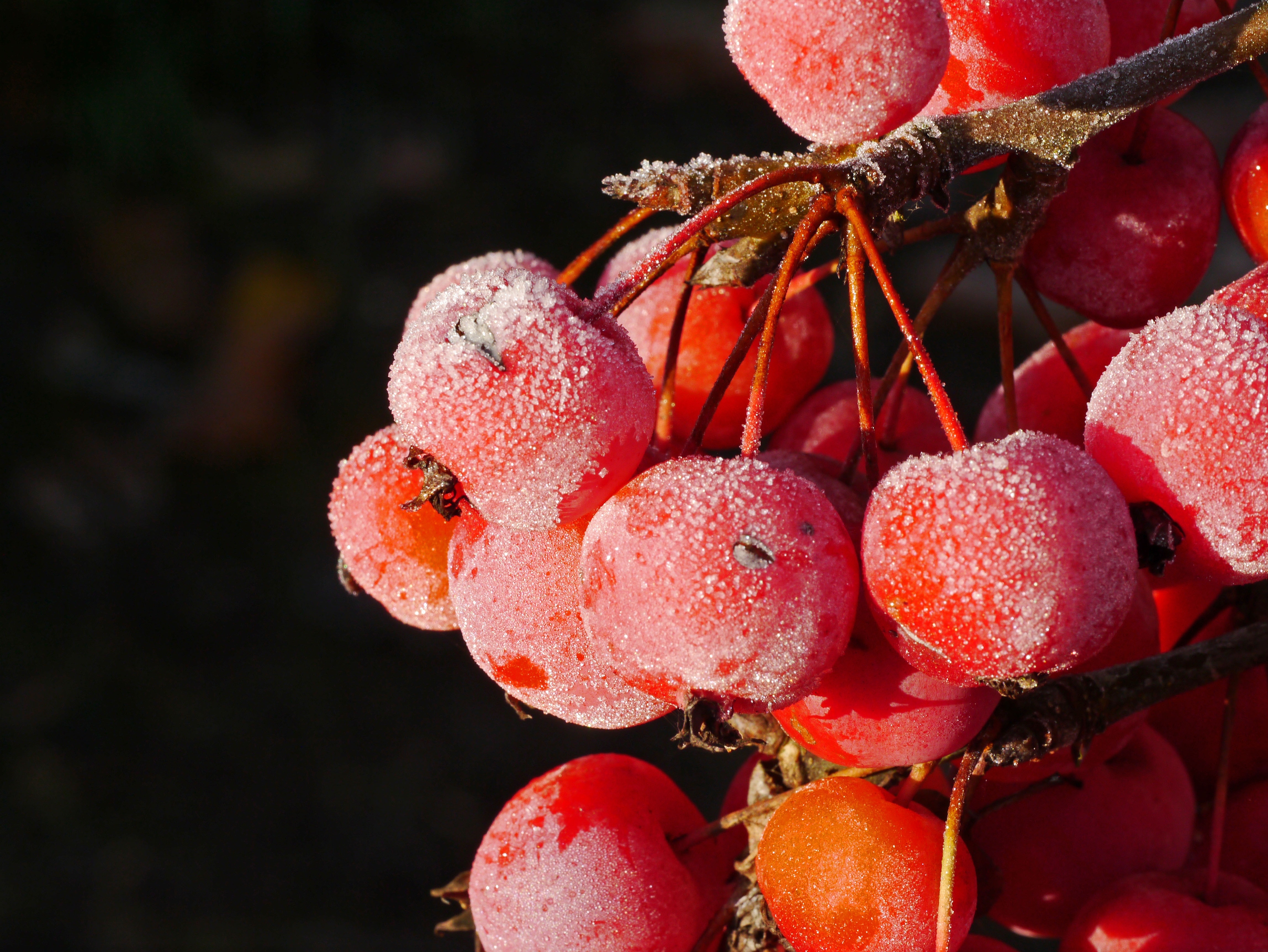 Free photo Frozen rowan on a twig