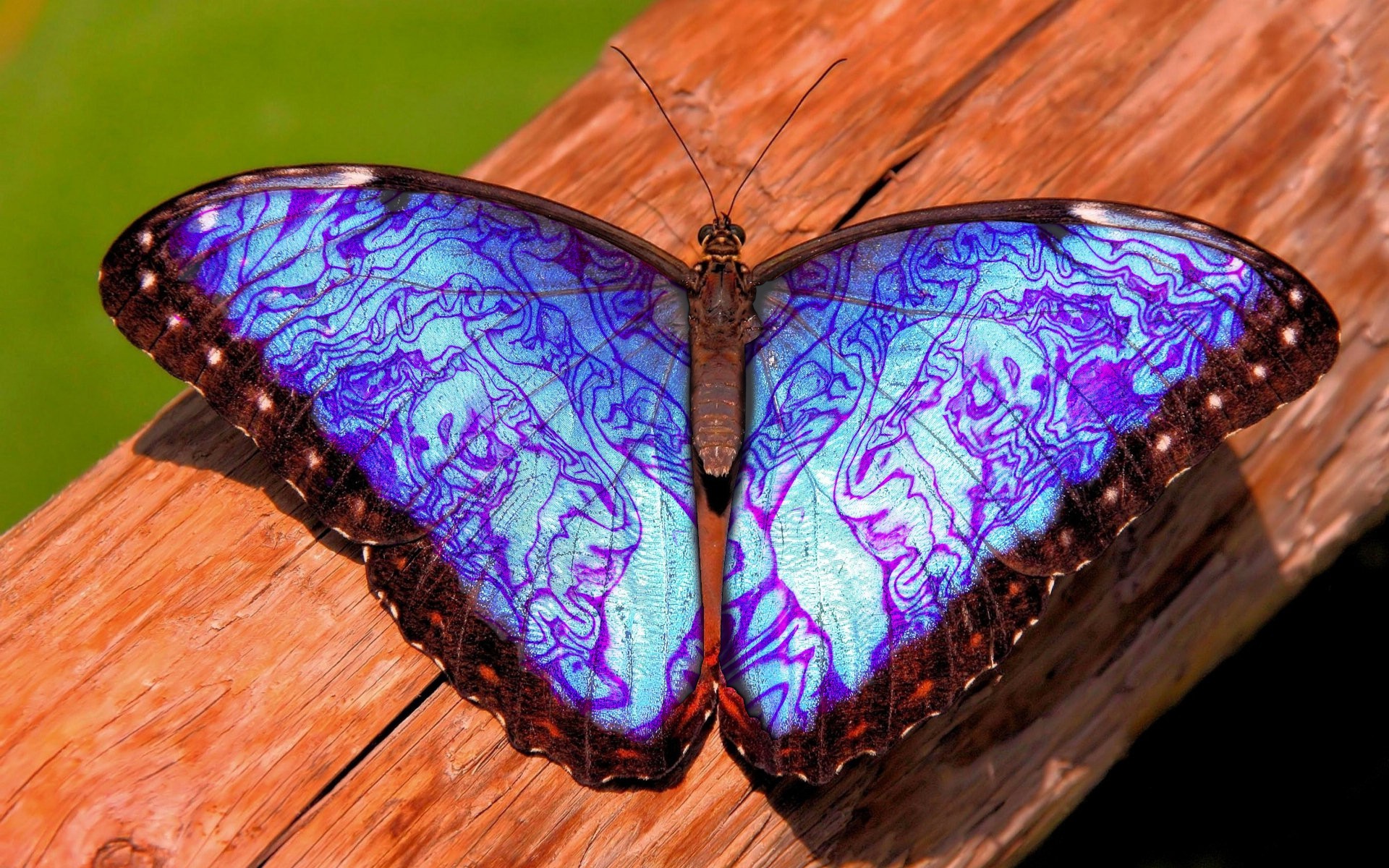 Free photo A picture of a butterfly with purple wings.