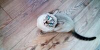 A Siamese cat with bright blue eyes sits on a wooden floor, gazing up attentively.