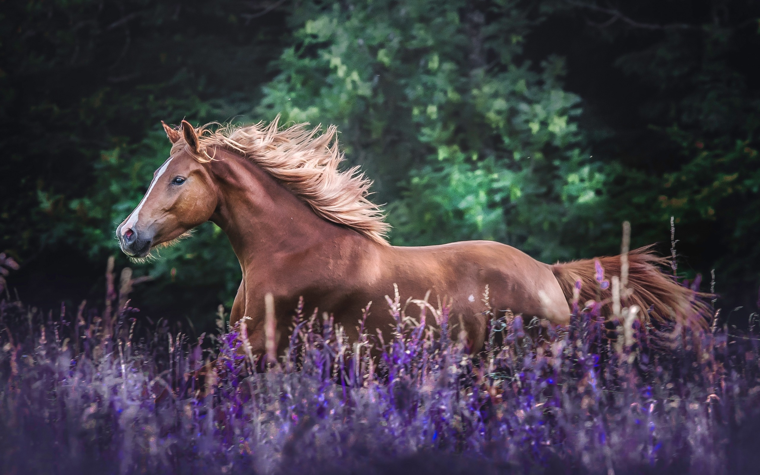 Wallpapers horse field purple lavender on the desktop