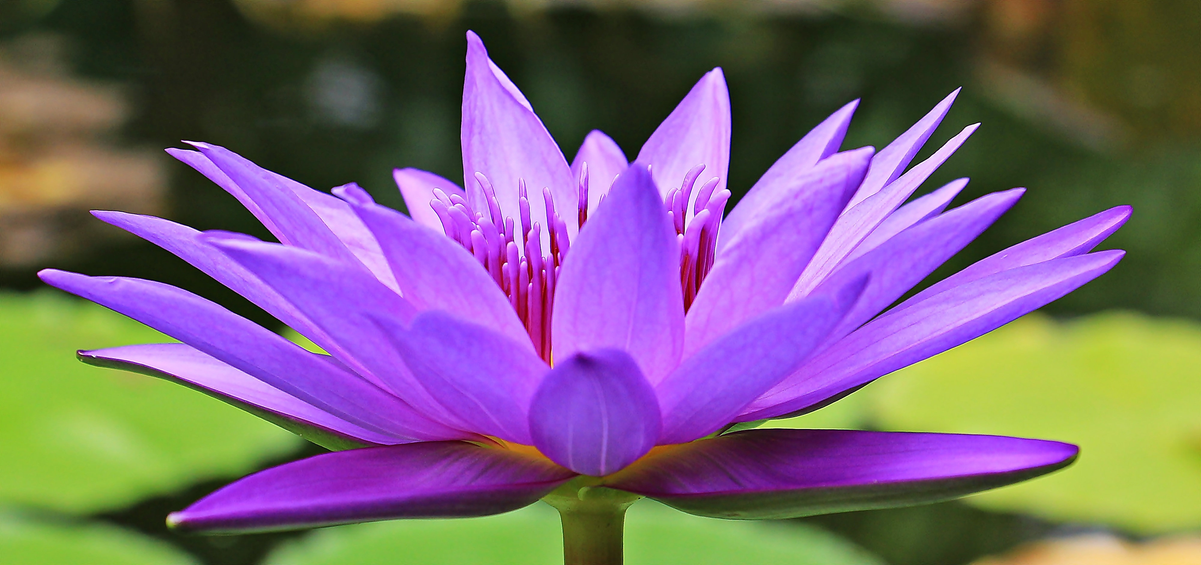 Wallpapers purple blossom blue greeting card on the desktop