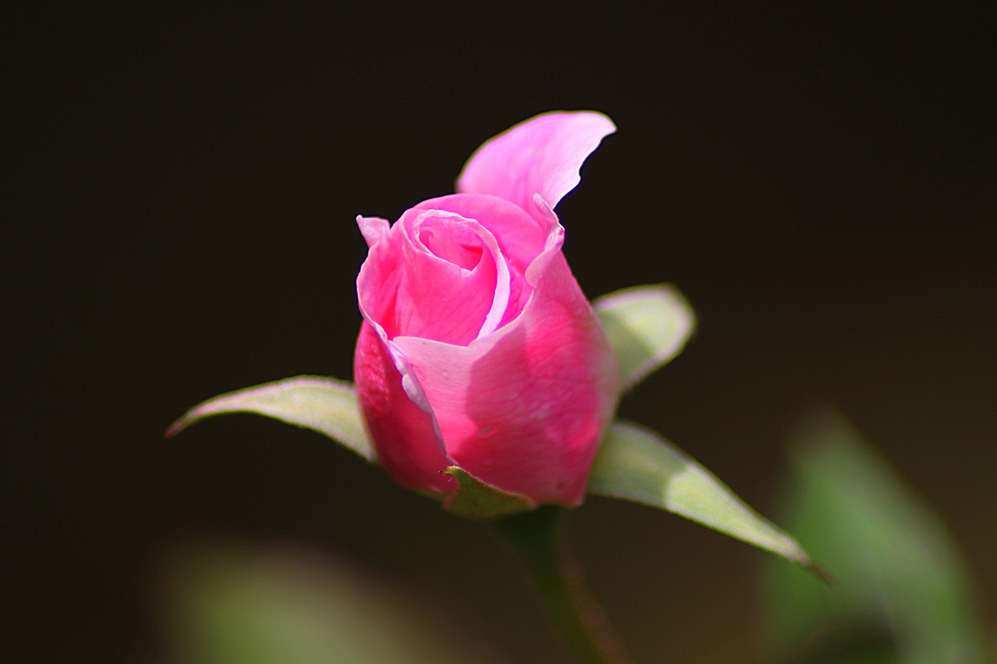 一朵年轻的粉色玫瑰花蕾