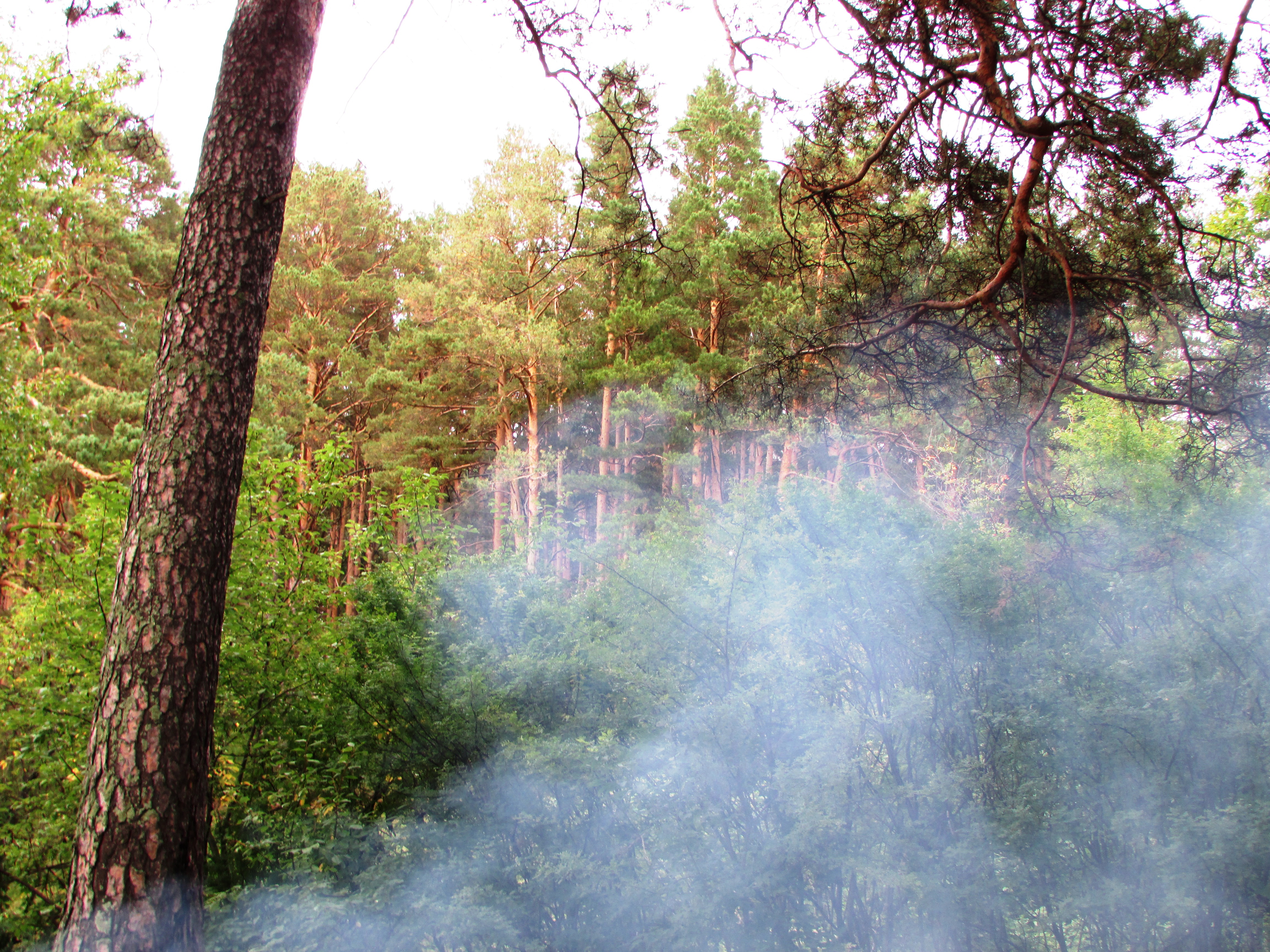 Дым от костра среди деревьев