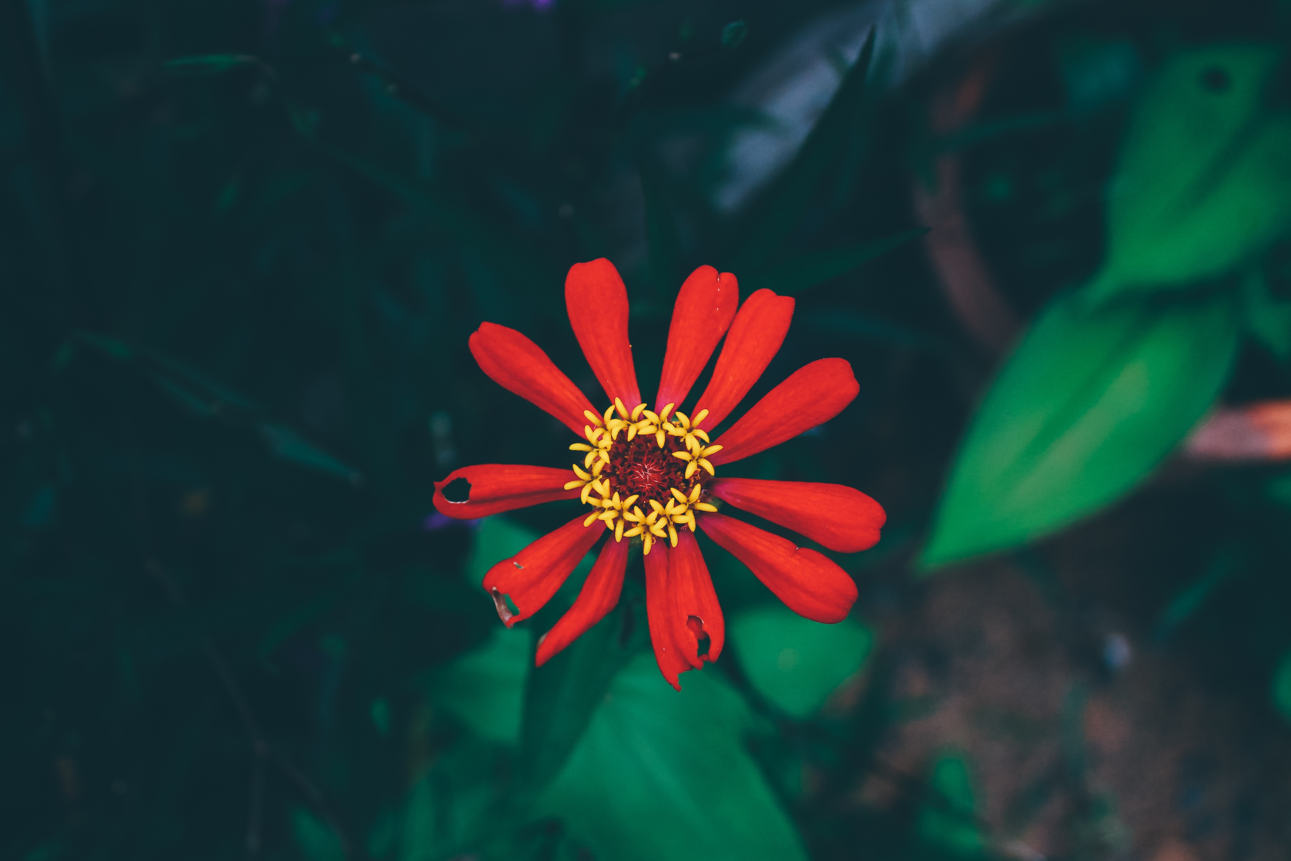 Free photo Elegant Zinnia