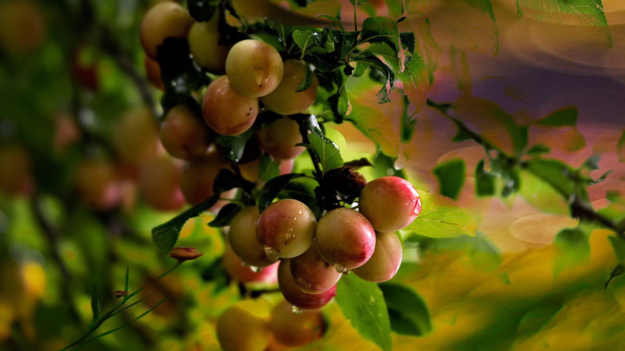 Wallpapers fruits leaves wallpaper plum tree on the desktop