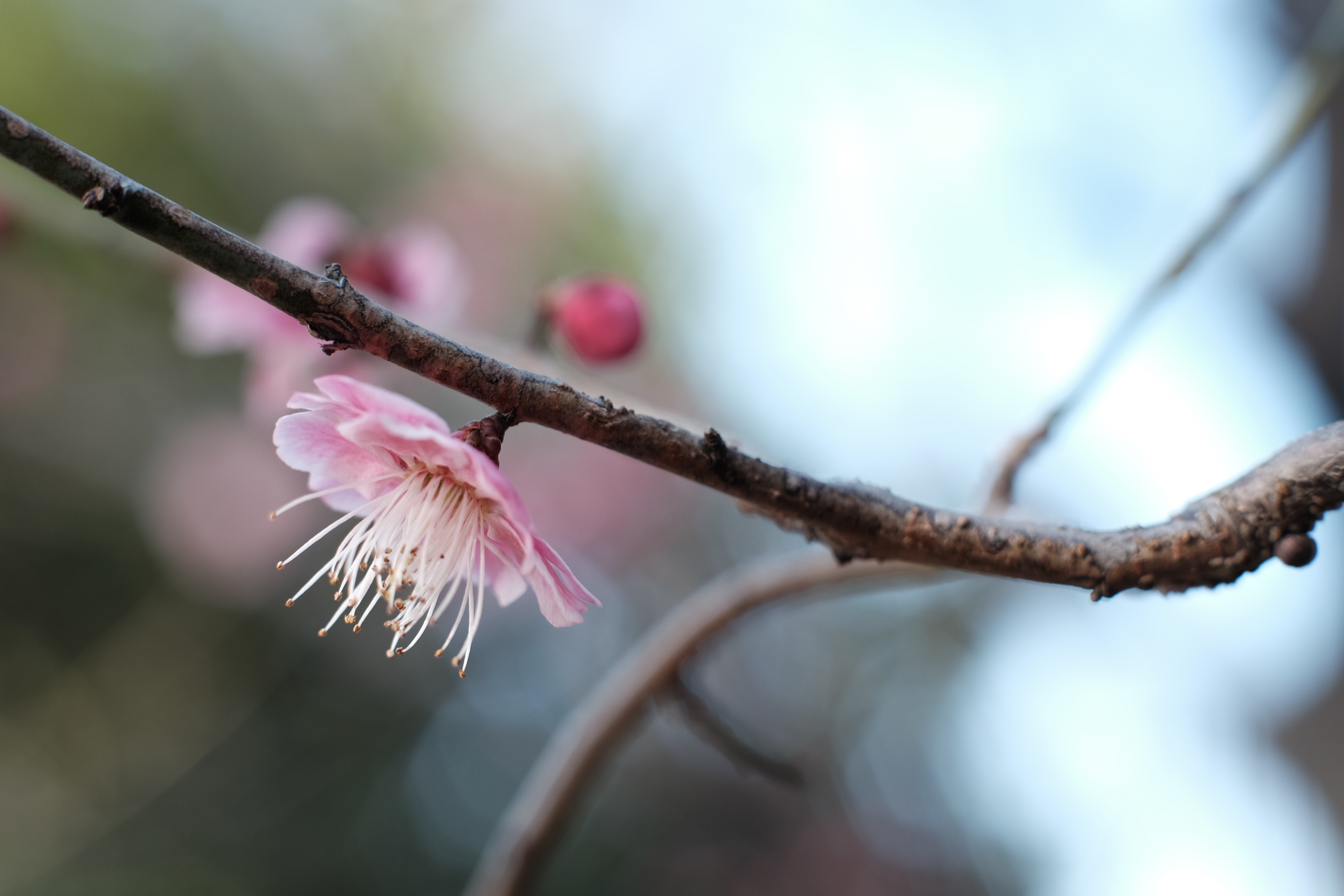 早春时节，树枝上长出一朵粉红色的小花