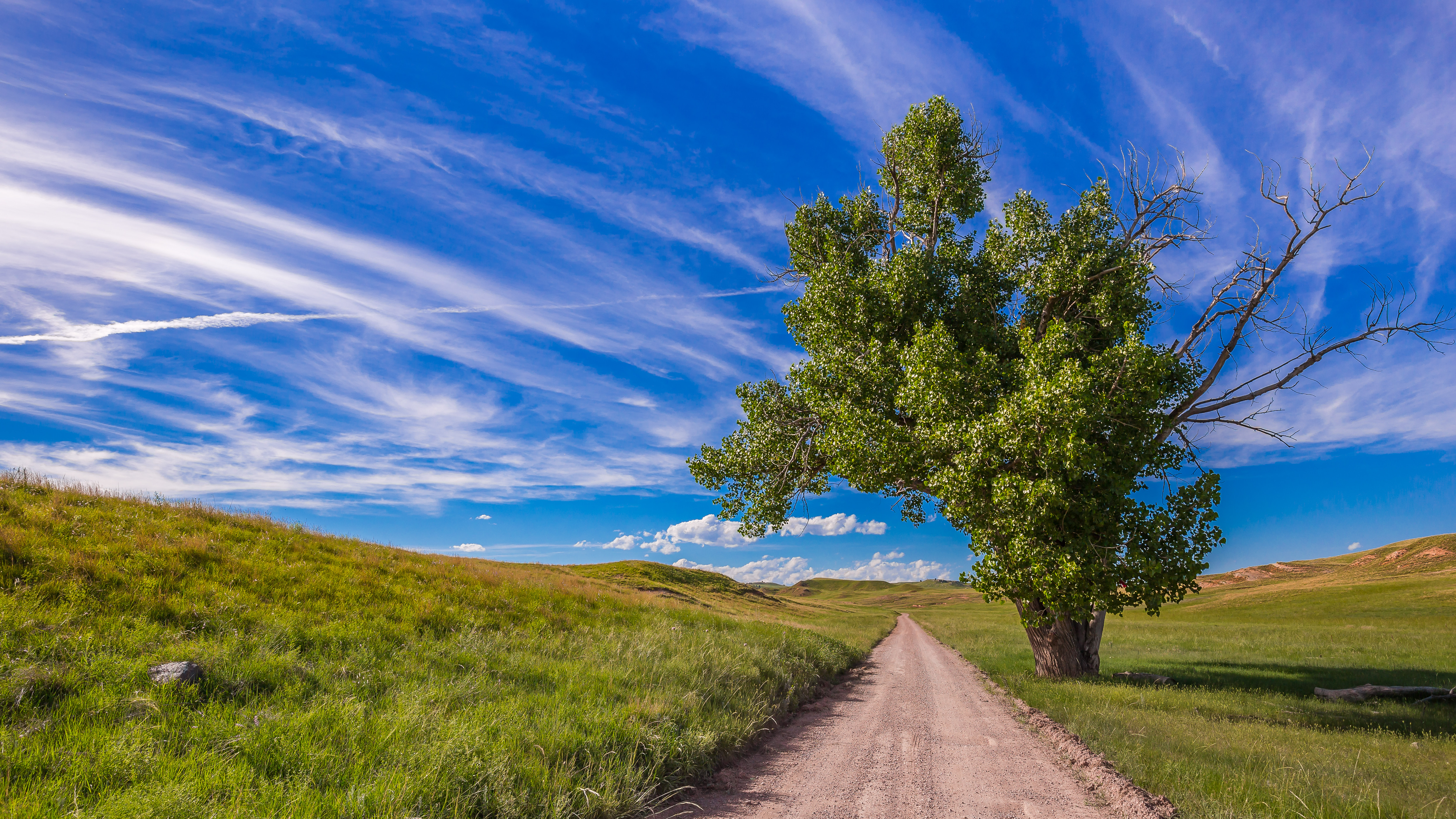 Free photo Lonely tree beside the road