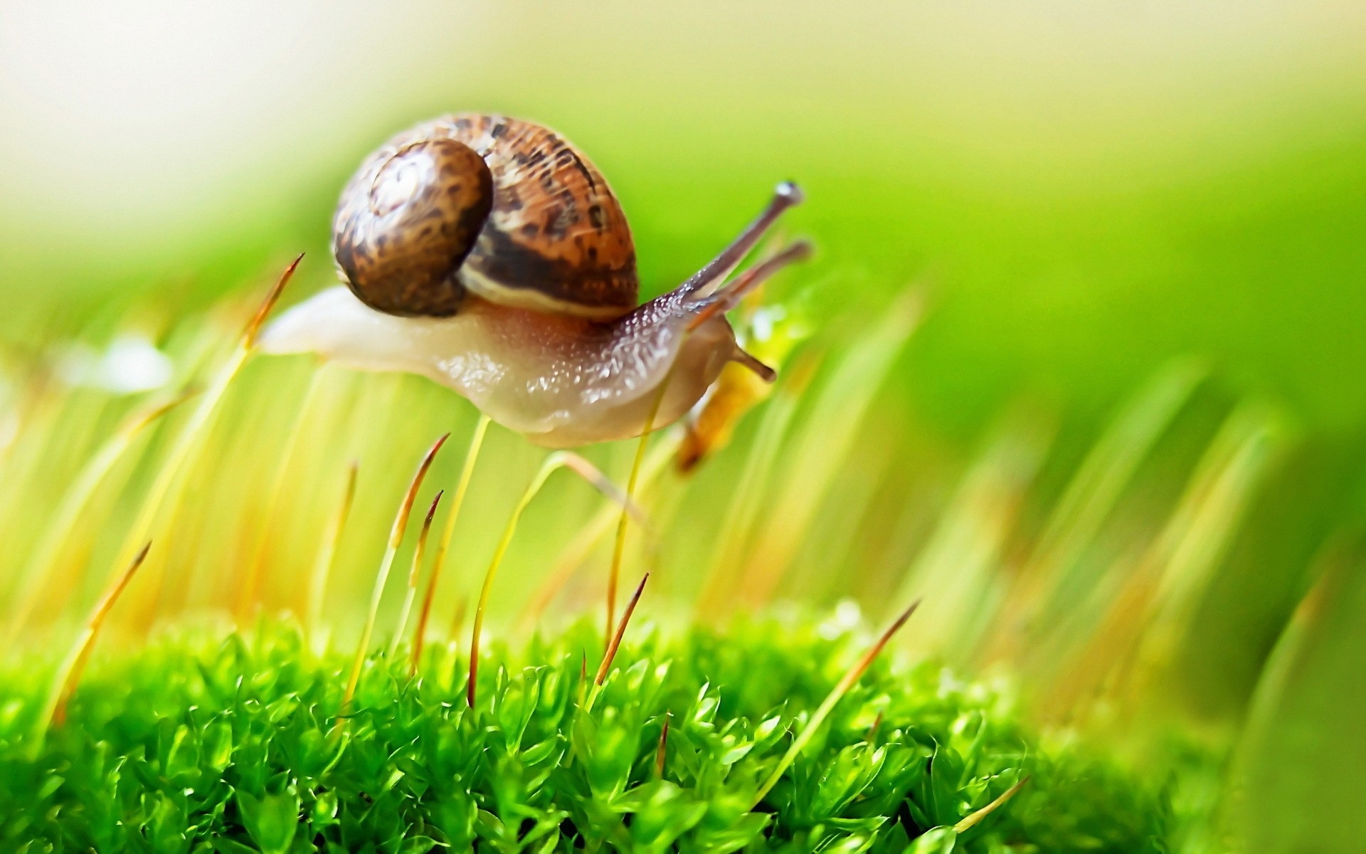 一只蜗牛爬过绿色的苔藓。