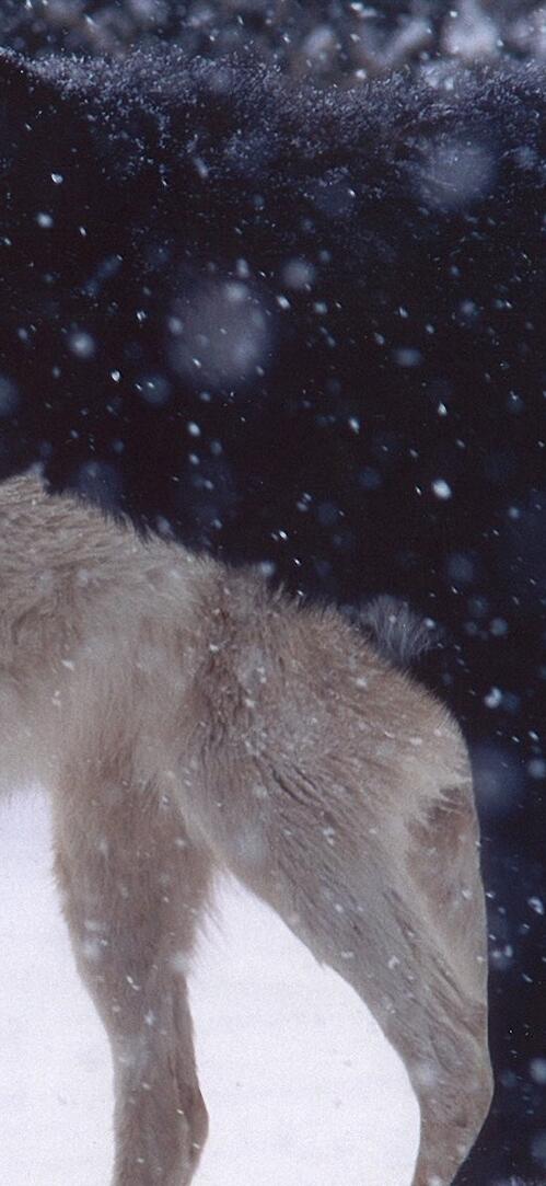 Бесплатное фото Полярная пара