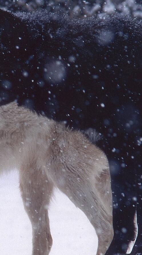 Бесплатное фото Полярная пара