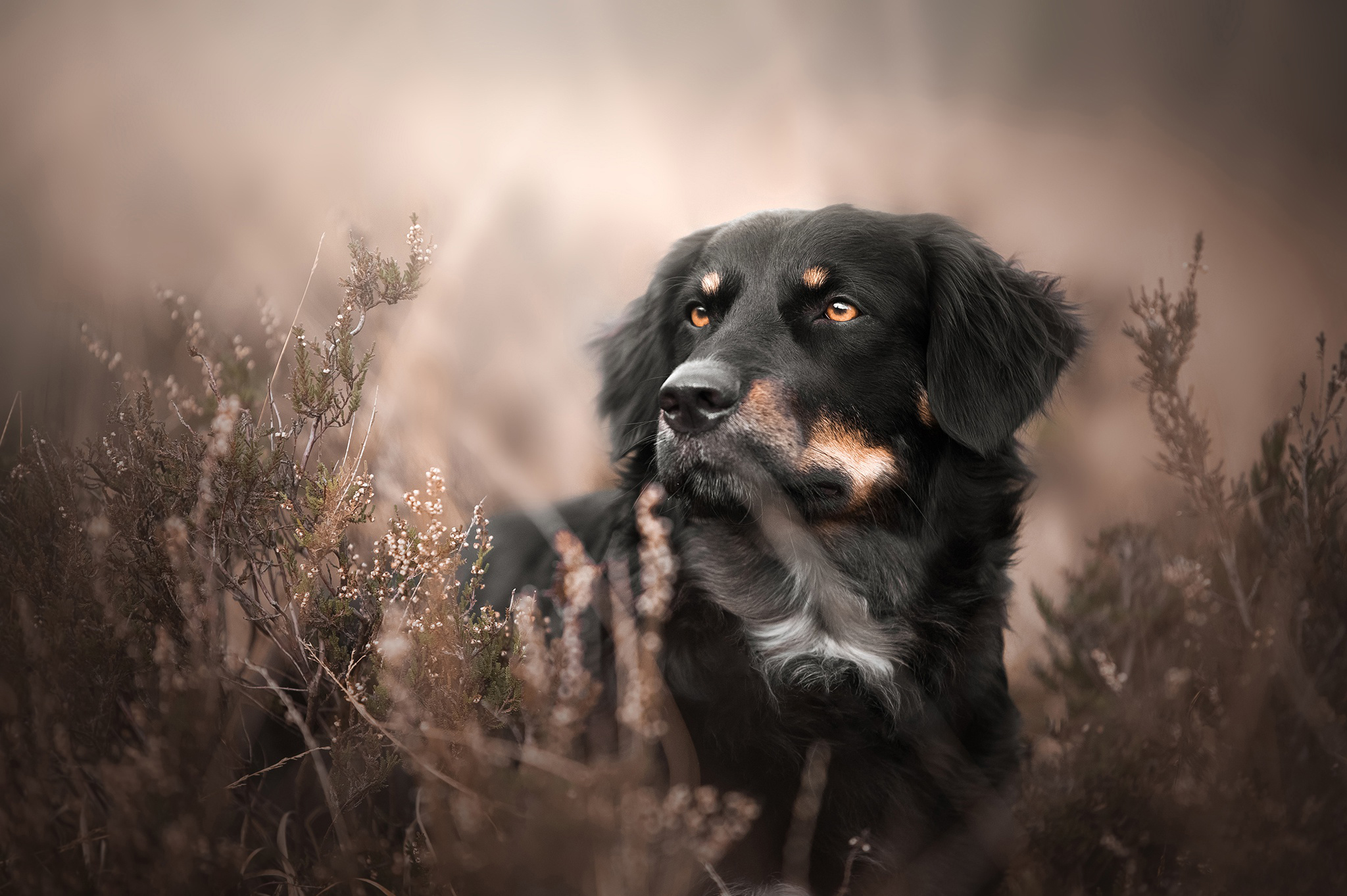 Free photo Black Aussie