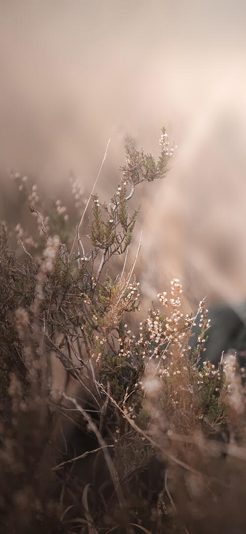 Бесплатное фото Черная аусси