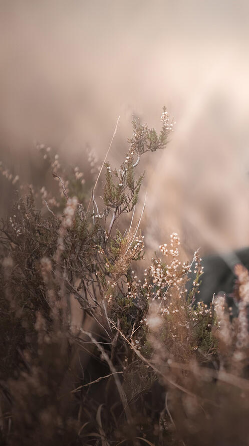 Бесплатное фото Черная аусси