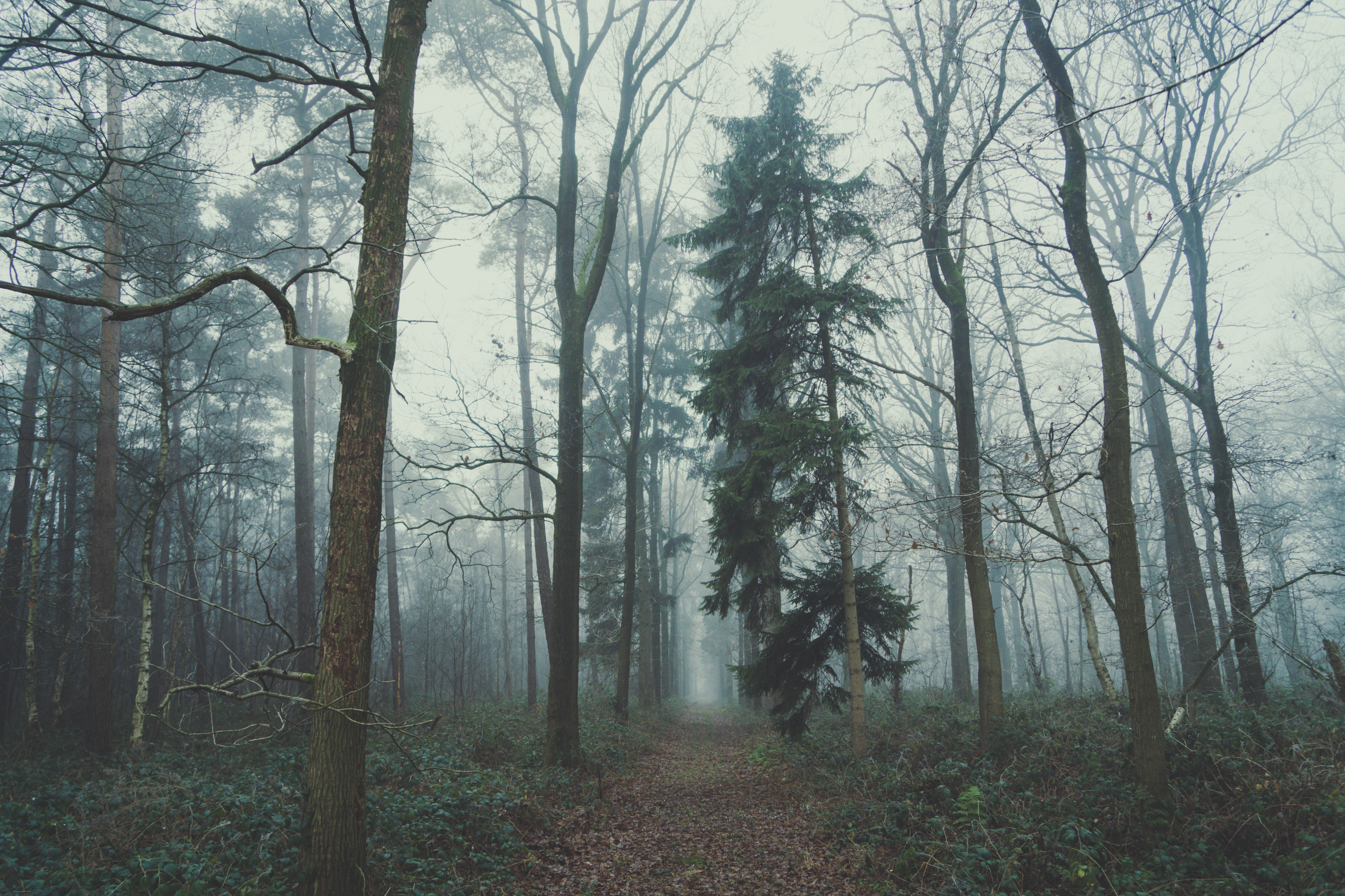 Free photo A cloudy day in a swampy forest.