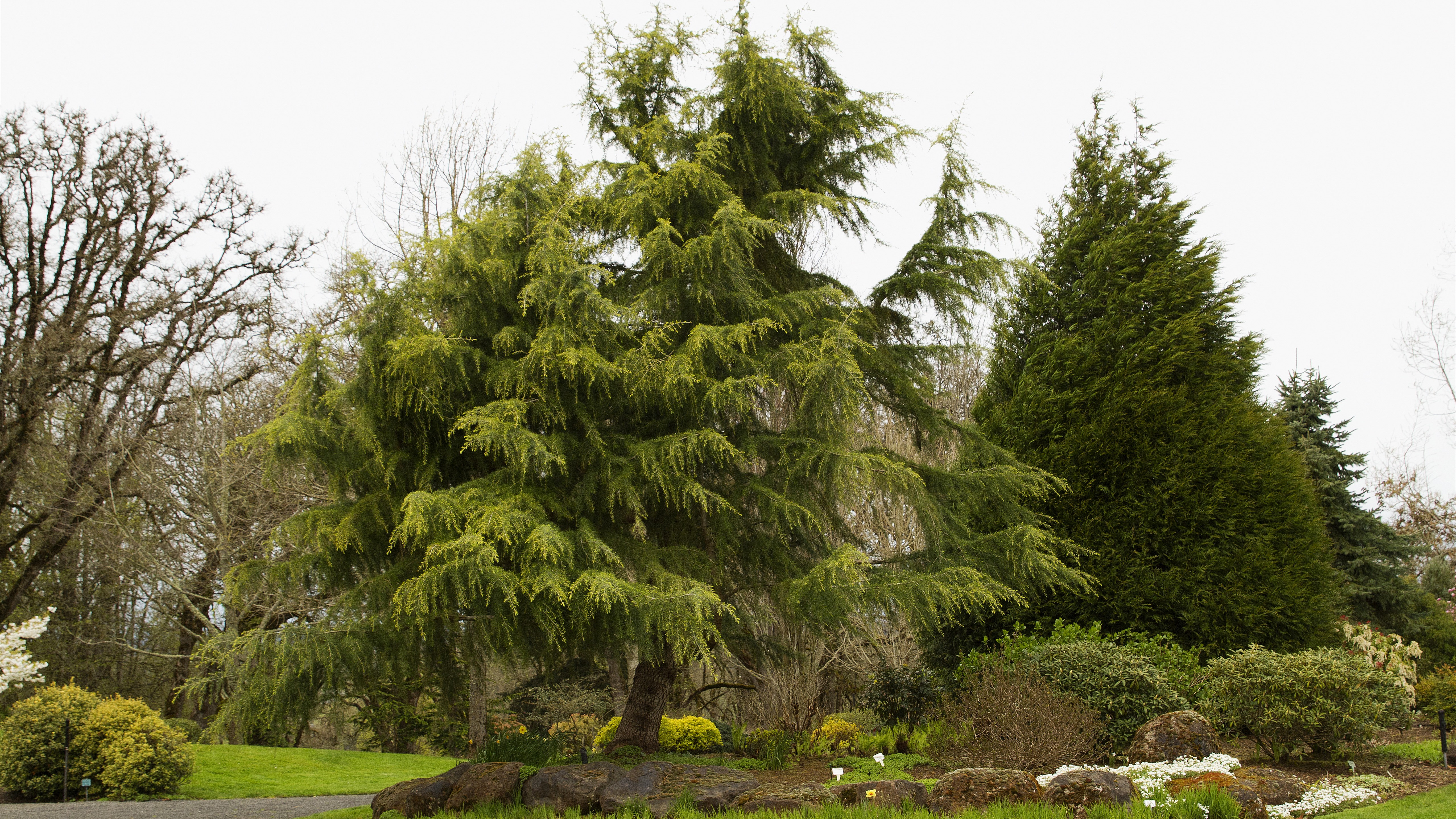 Free photo A park with green trees in the U.S. Oregon