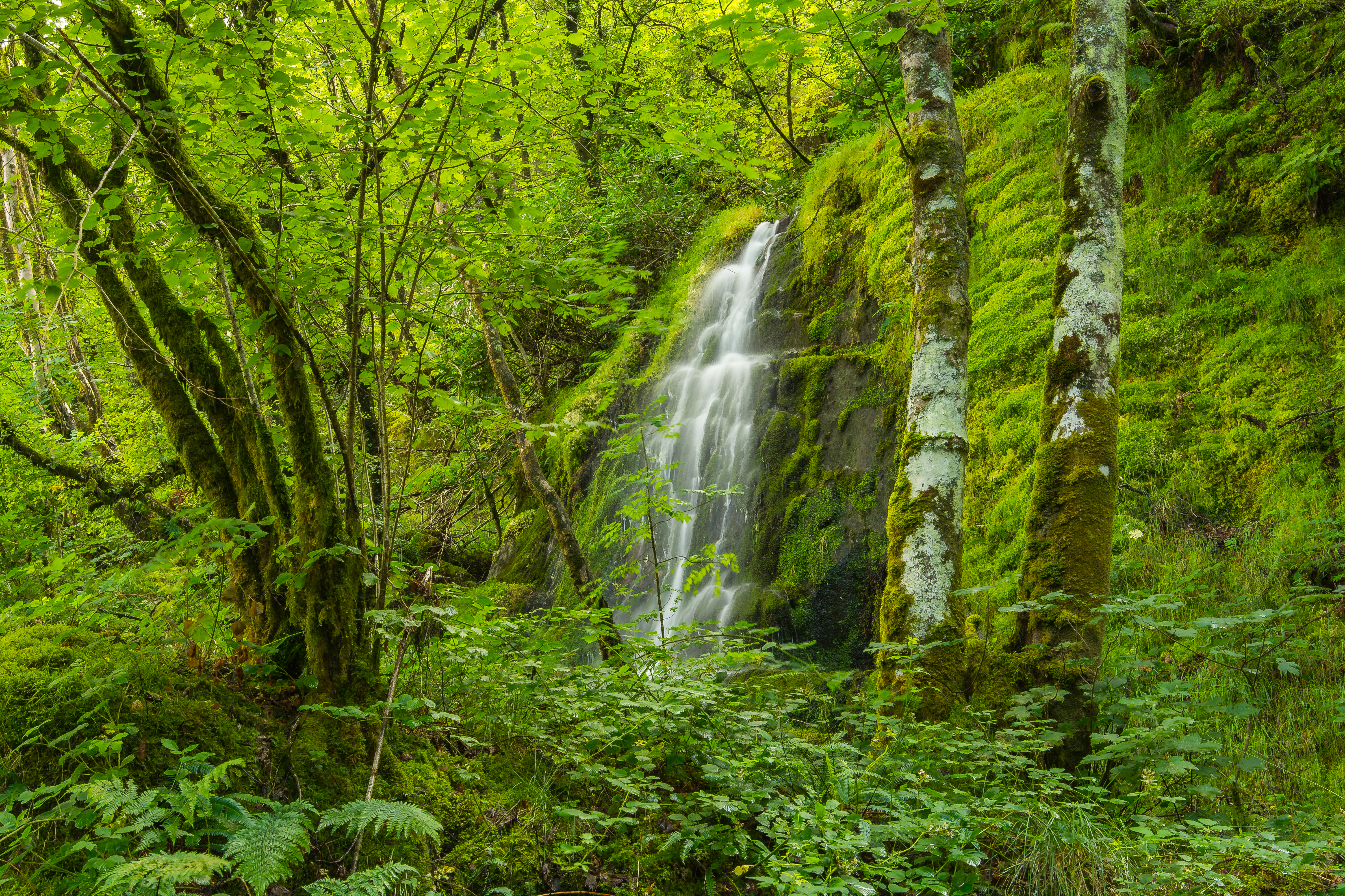 Wallpapers nature green trees on the desktop