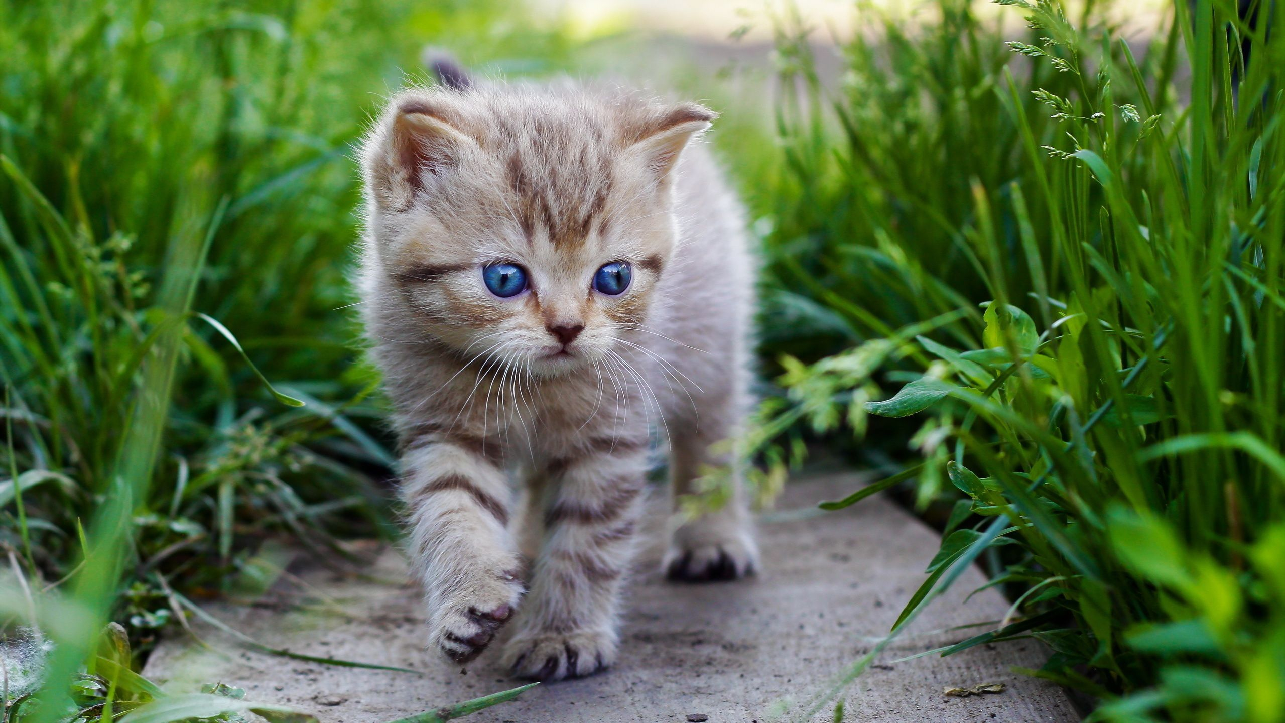 一只蓝眼睛的小猫在散步