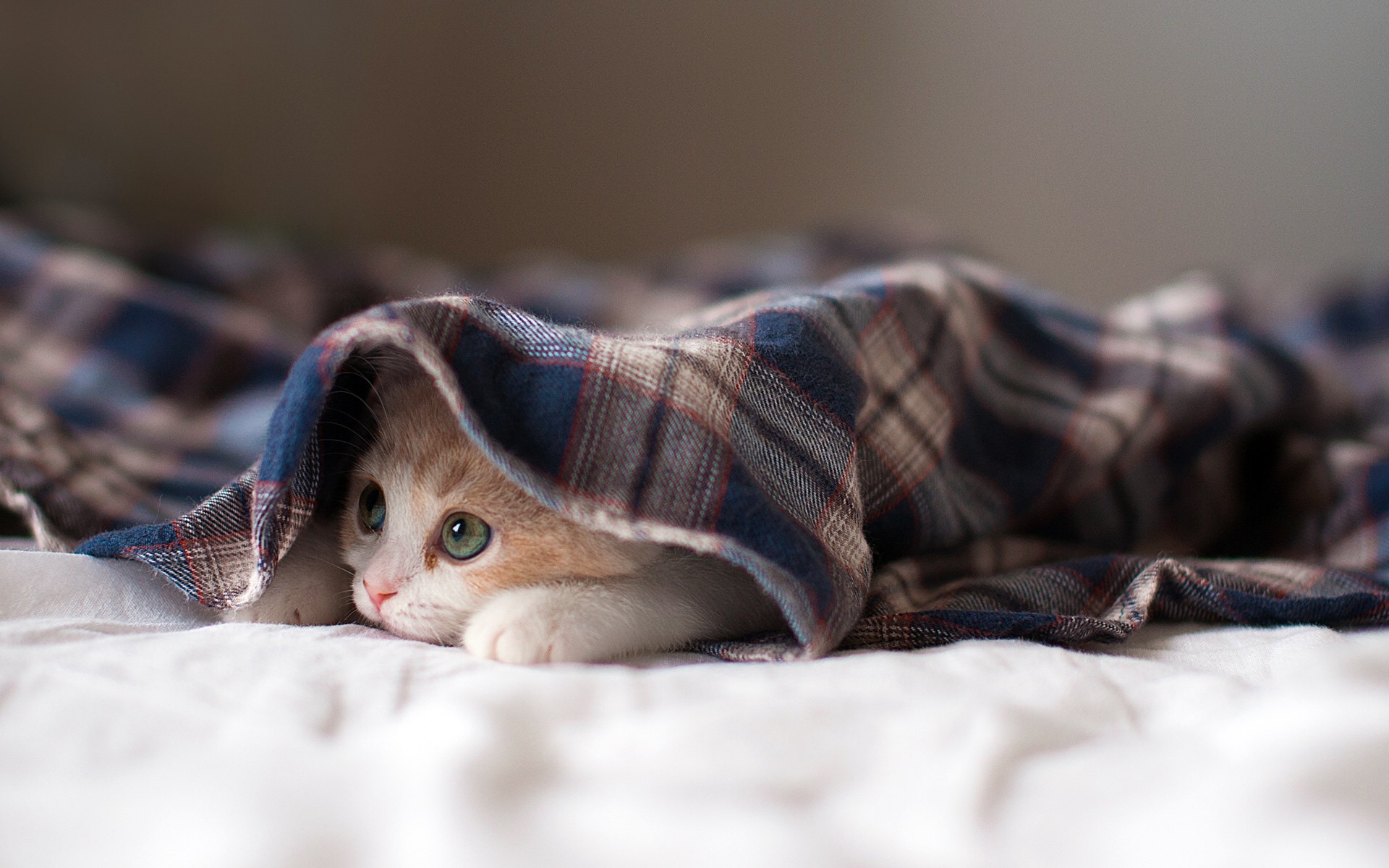 A kitten hiding under the covers