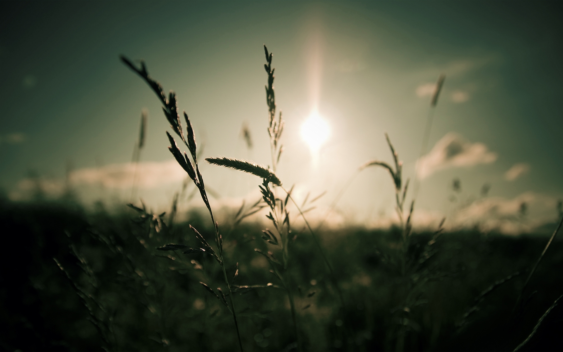 Free photo The sun`s rays break through the light haze, illuminating the field with tall grass with a soft golden light.