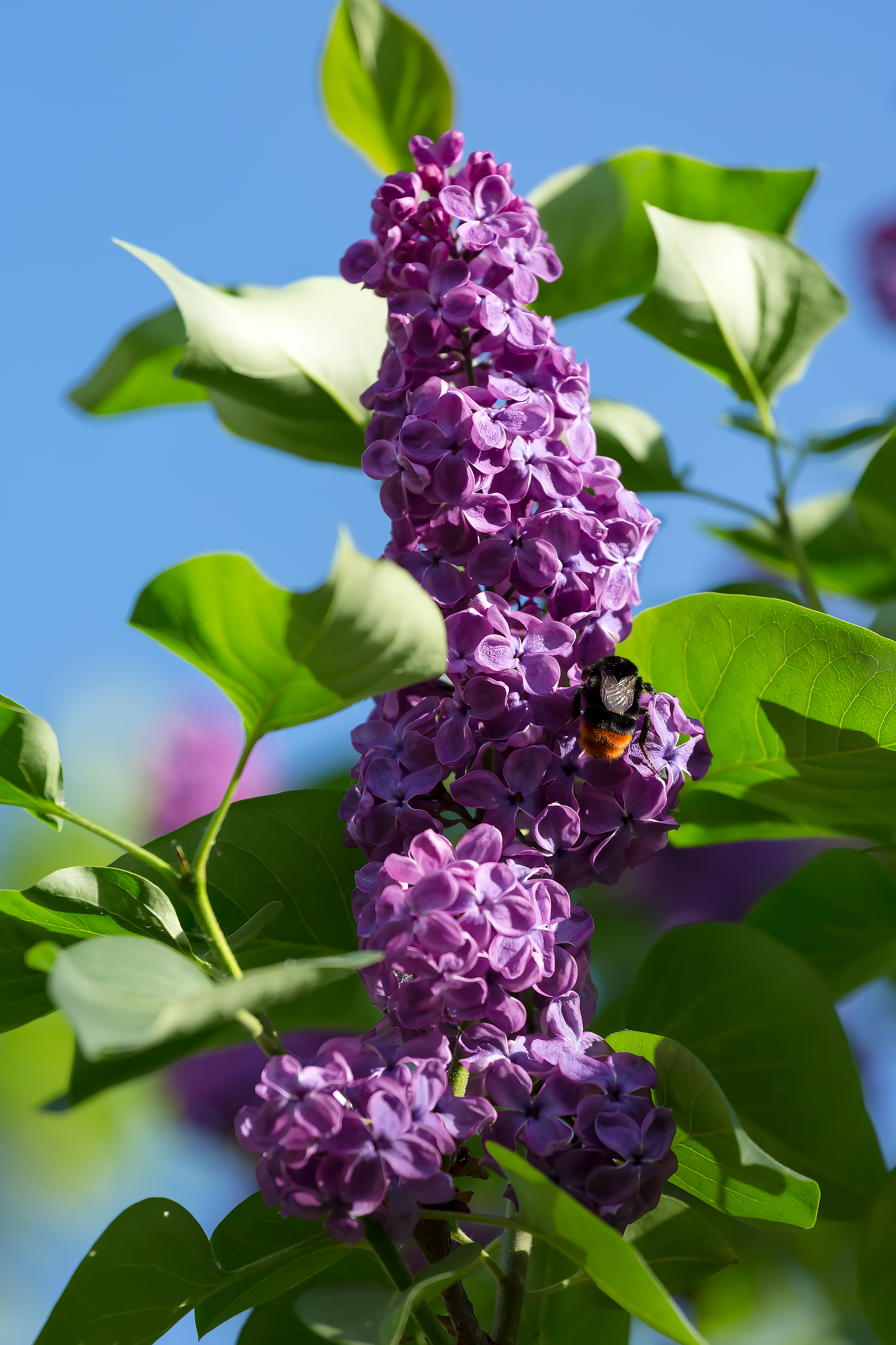 Ветка фиолетовой сирени и шмель