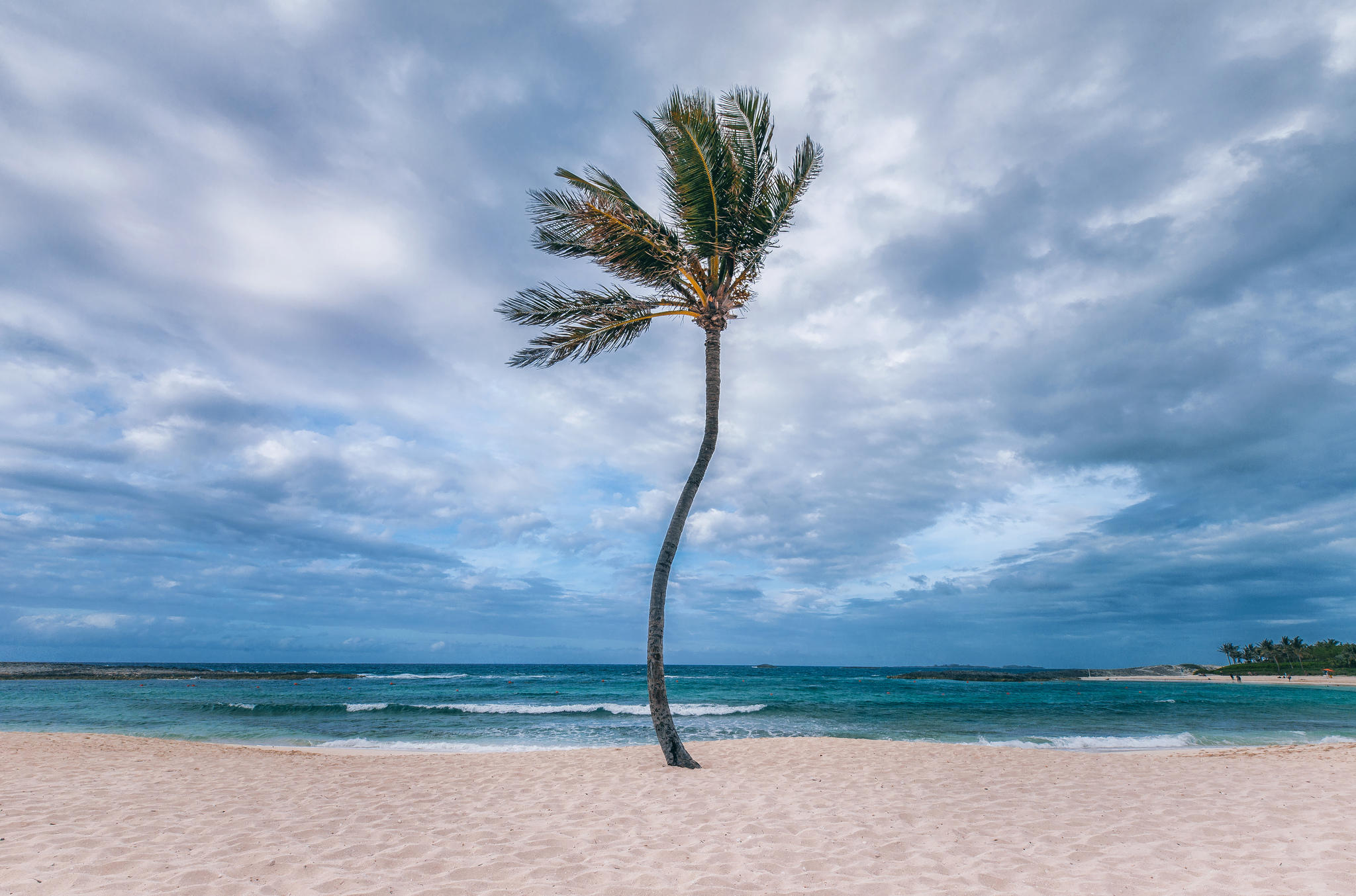 Обои пальмы море пляж на рабочий стол