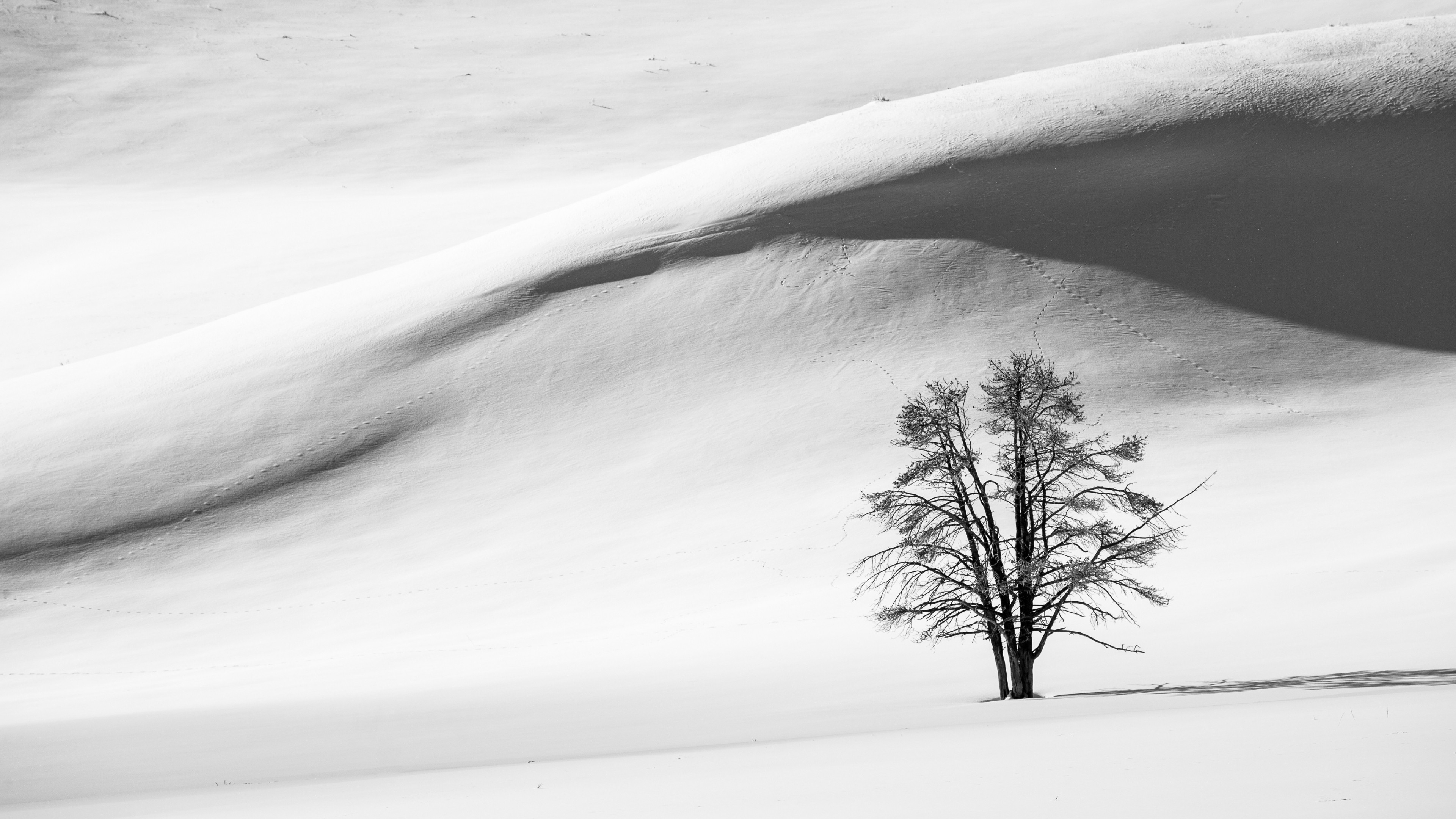 一棵孤零零的树，生长在一片积雪很深的大草原上。