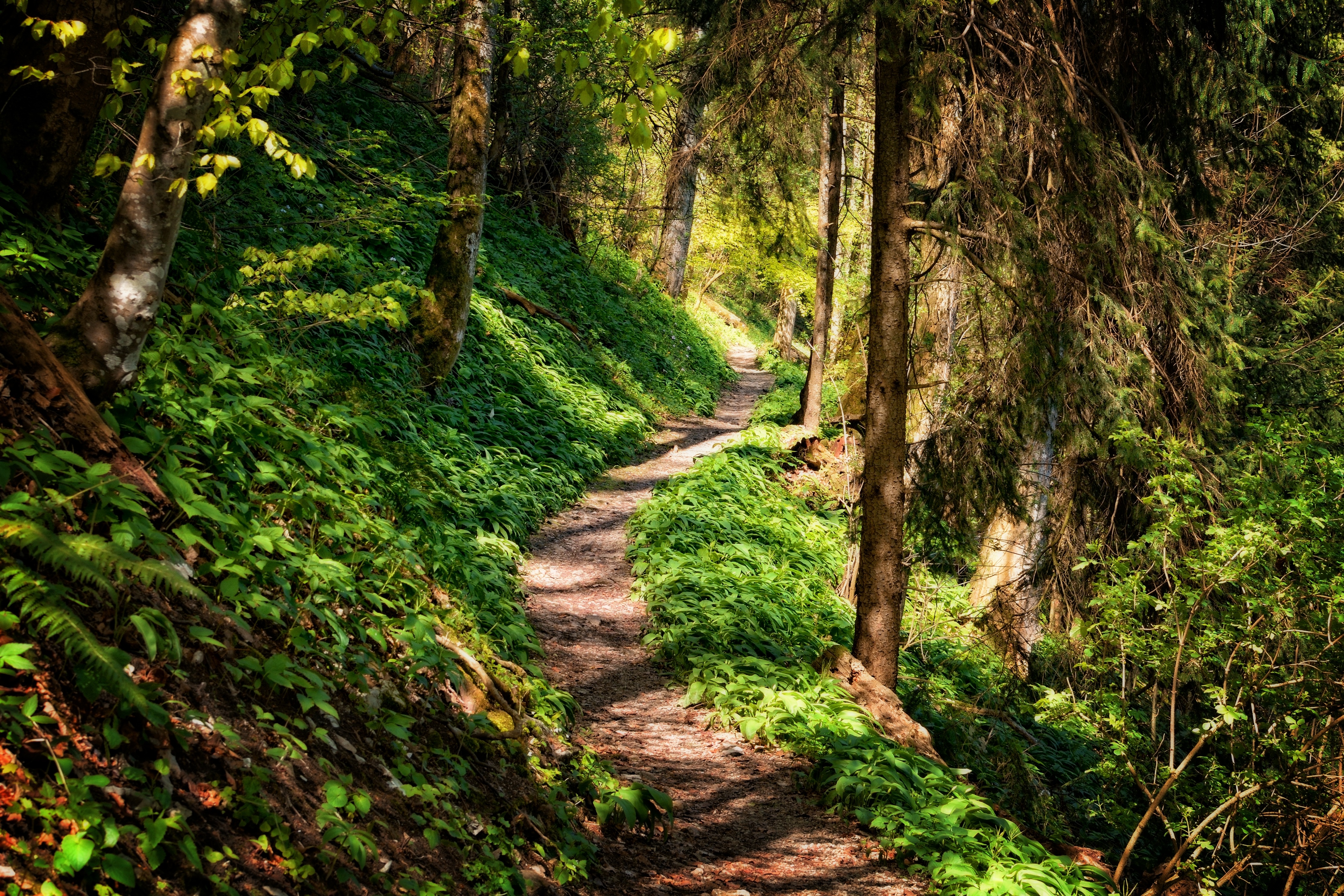 Wallpapers tree nature forest on the desktop