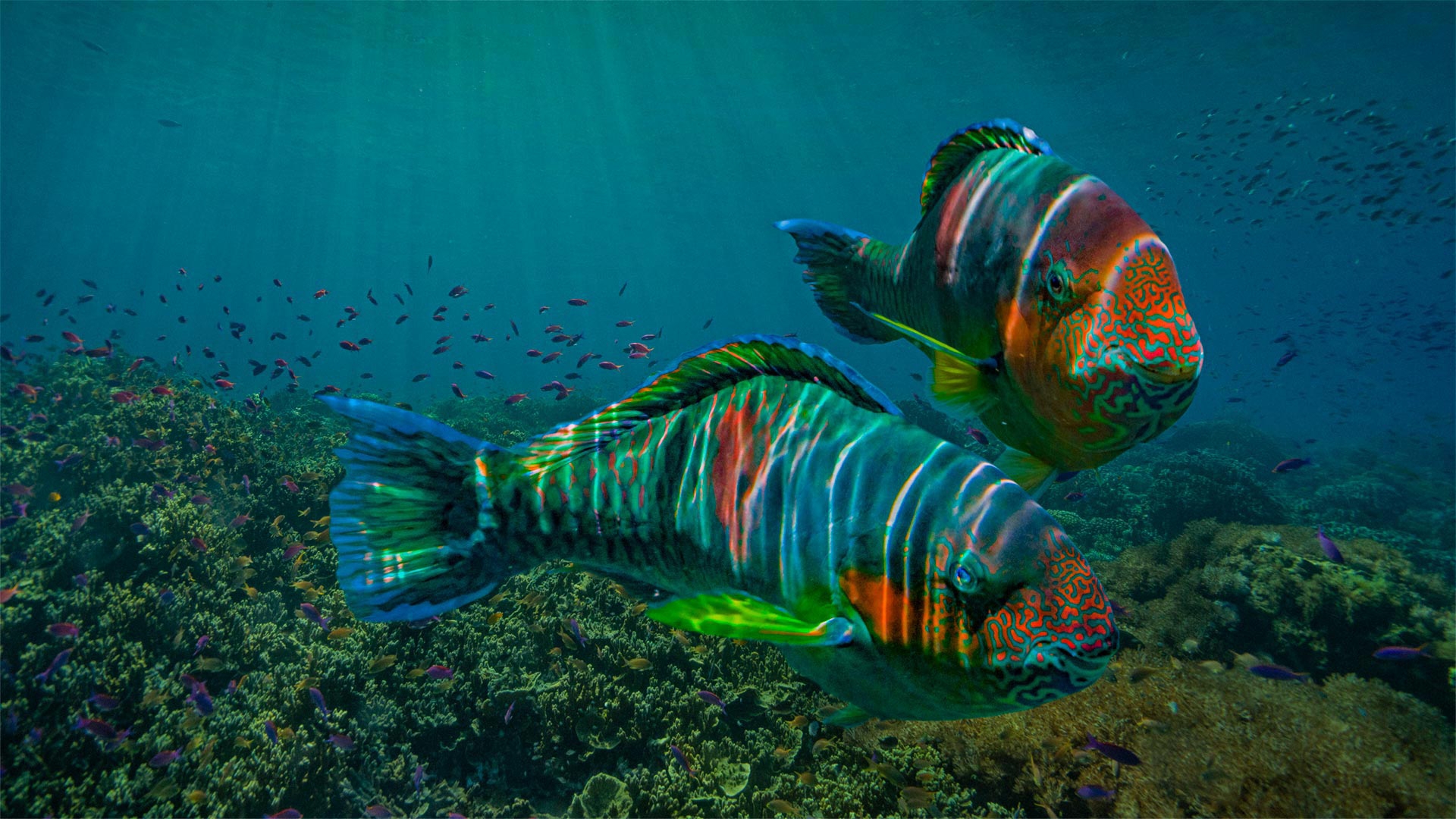 Free photo Fish swim across the ocean floor