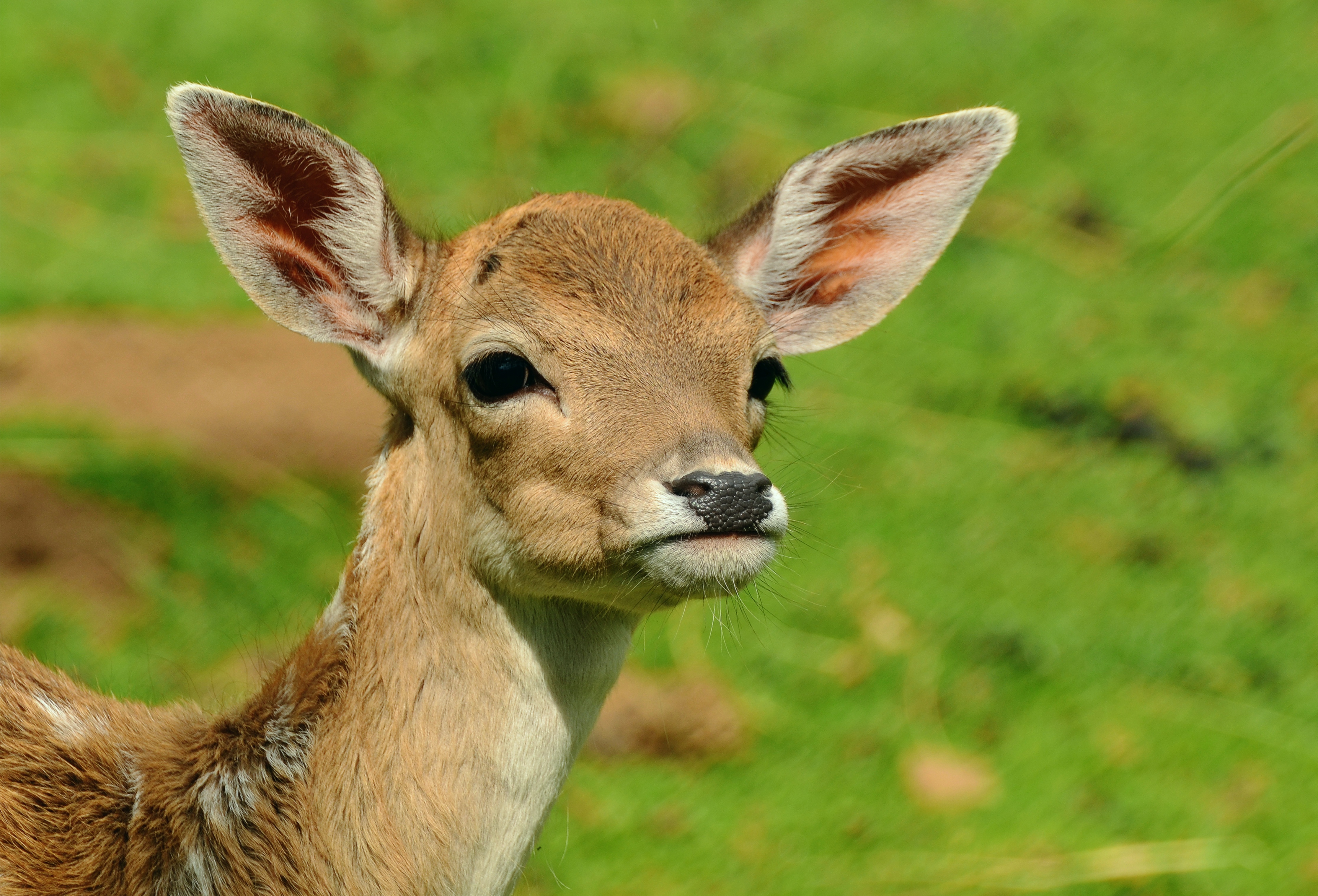 Free photo A close-up of a white-tailed deer.