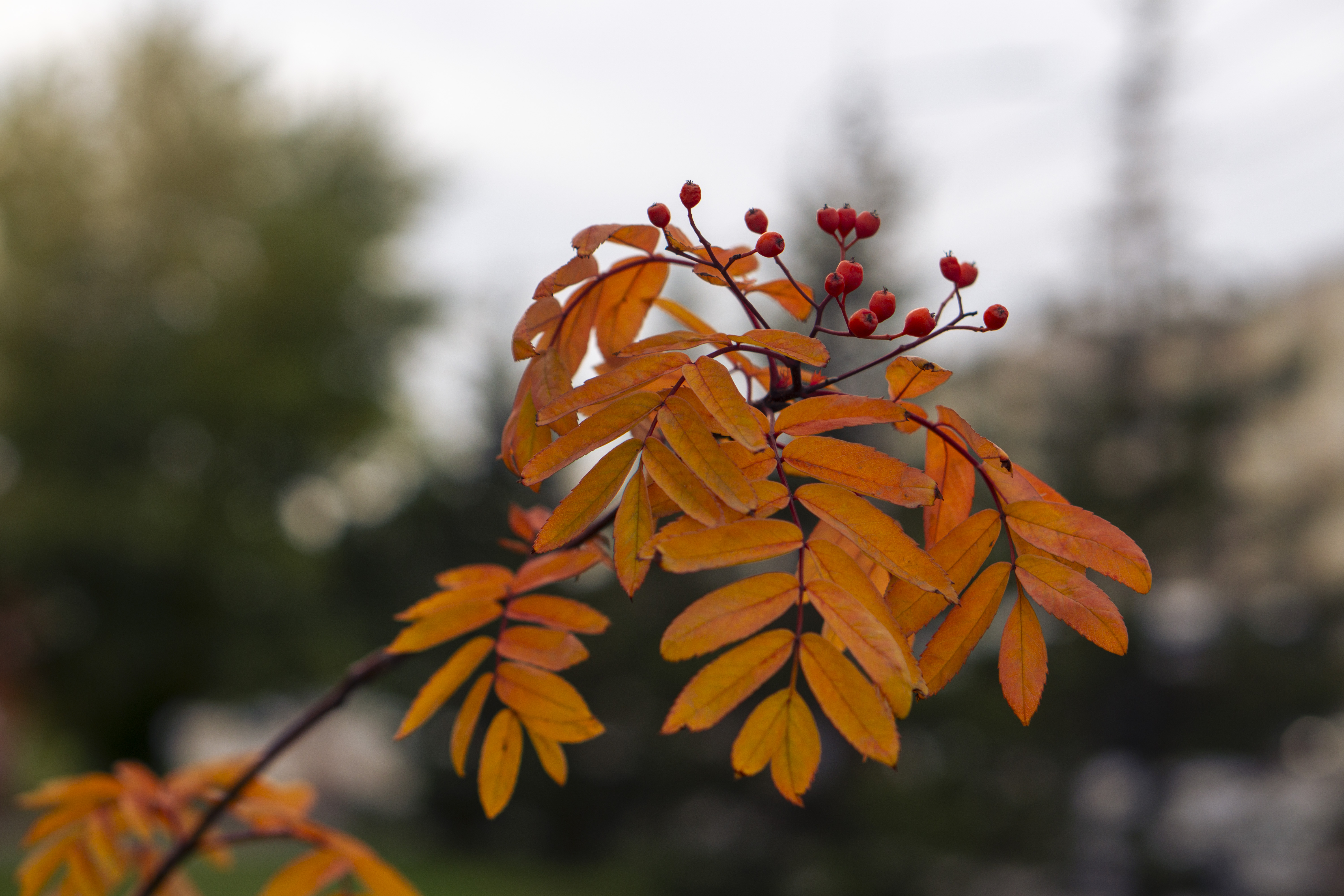 Free photo Red berries on fall branches