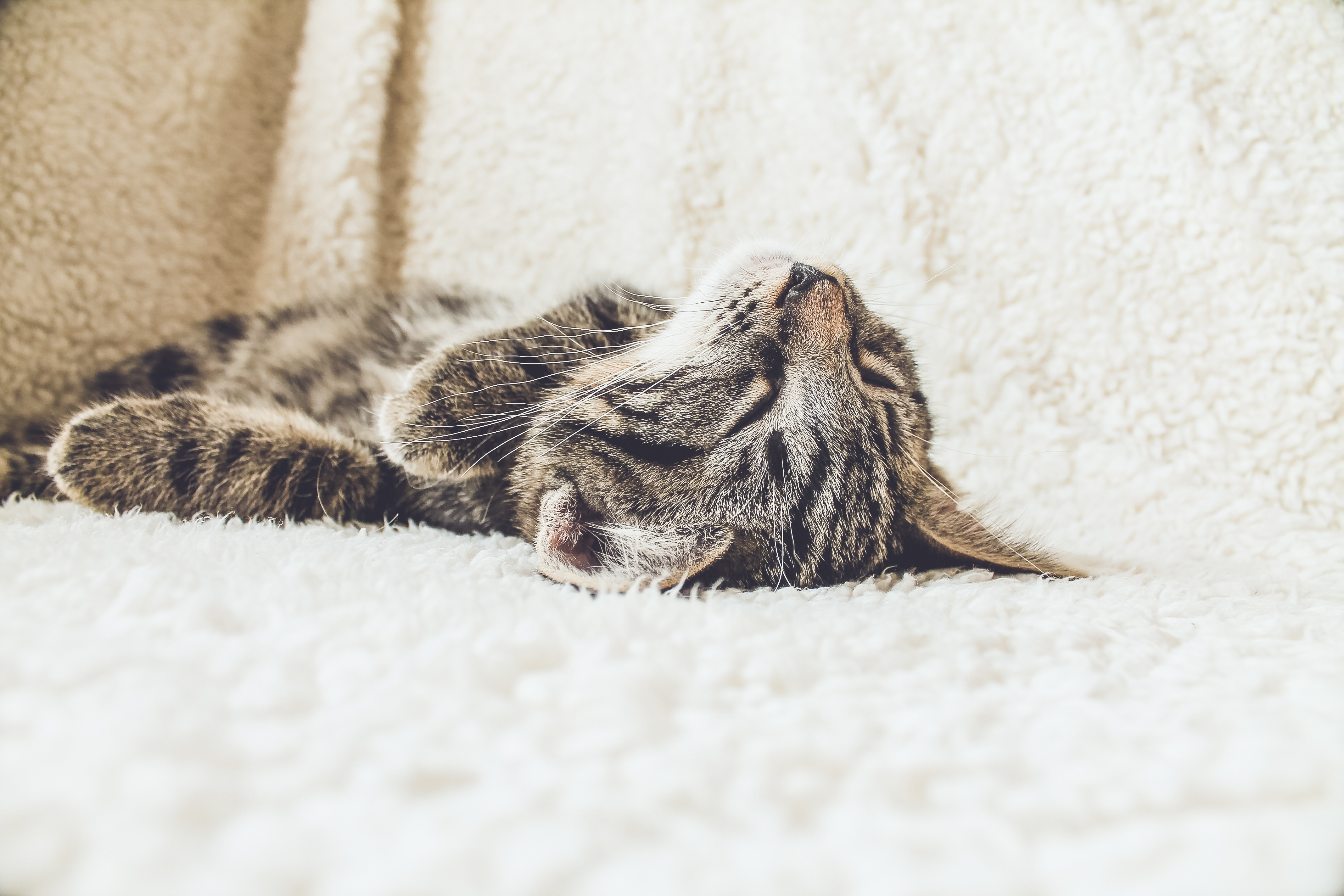 Free photo Sleeping cat on the couch