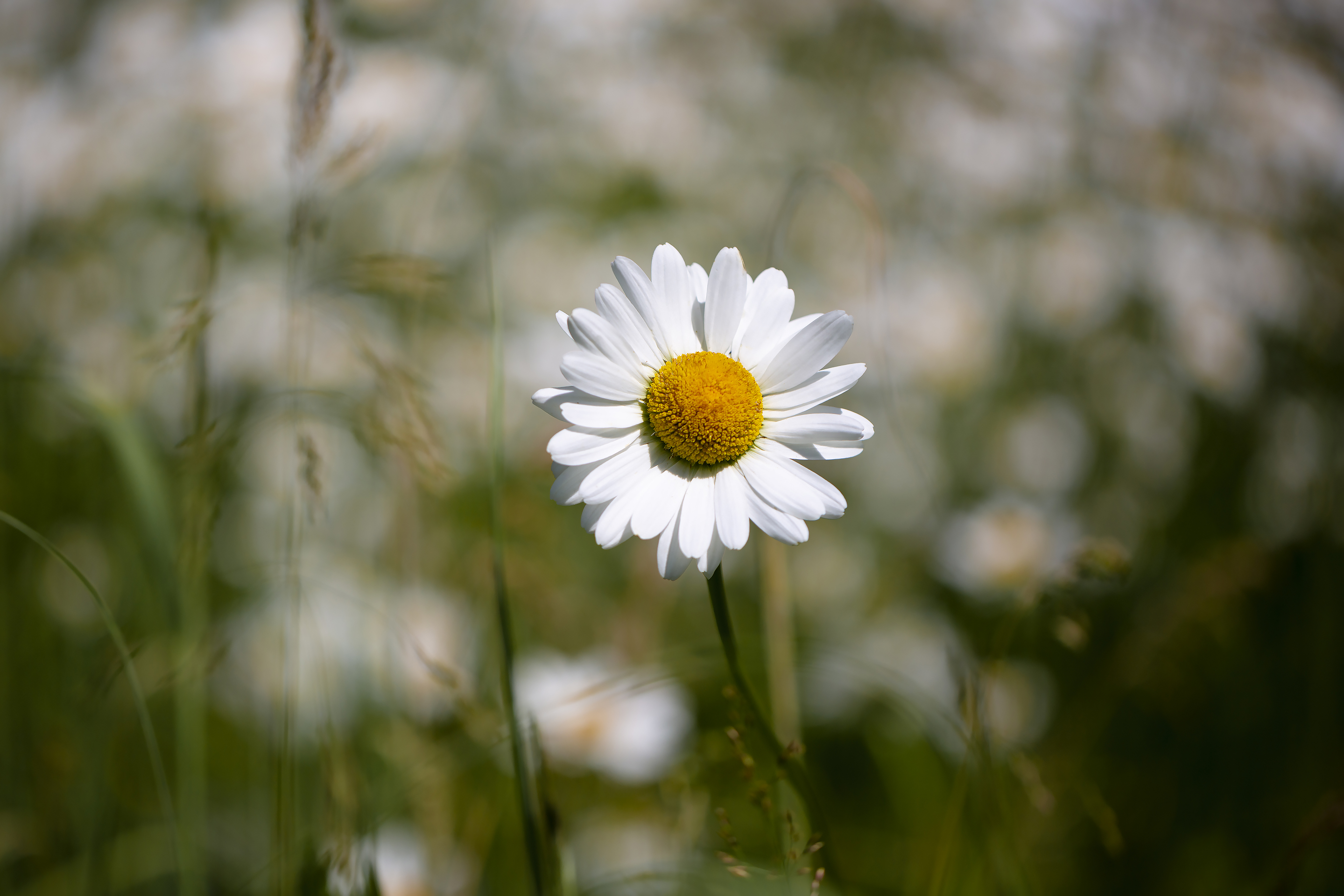 Free photo White chamomile flower