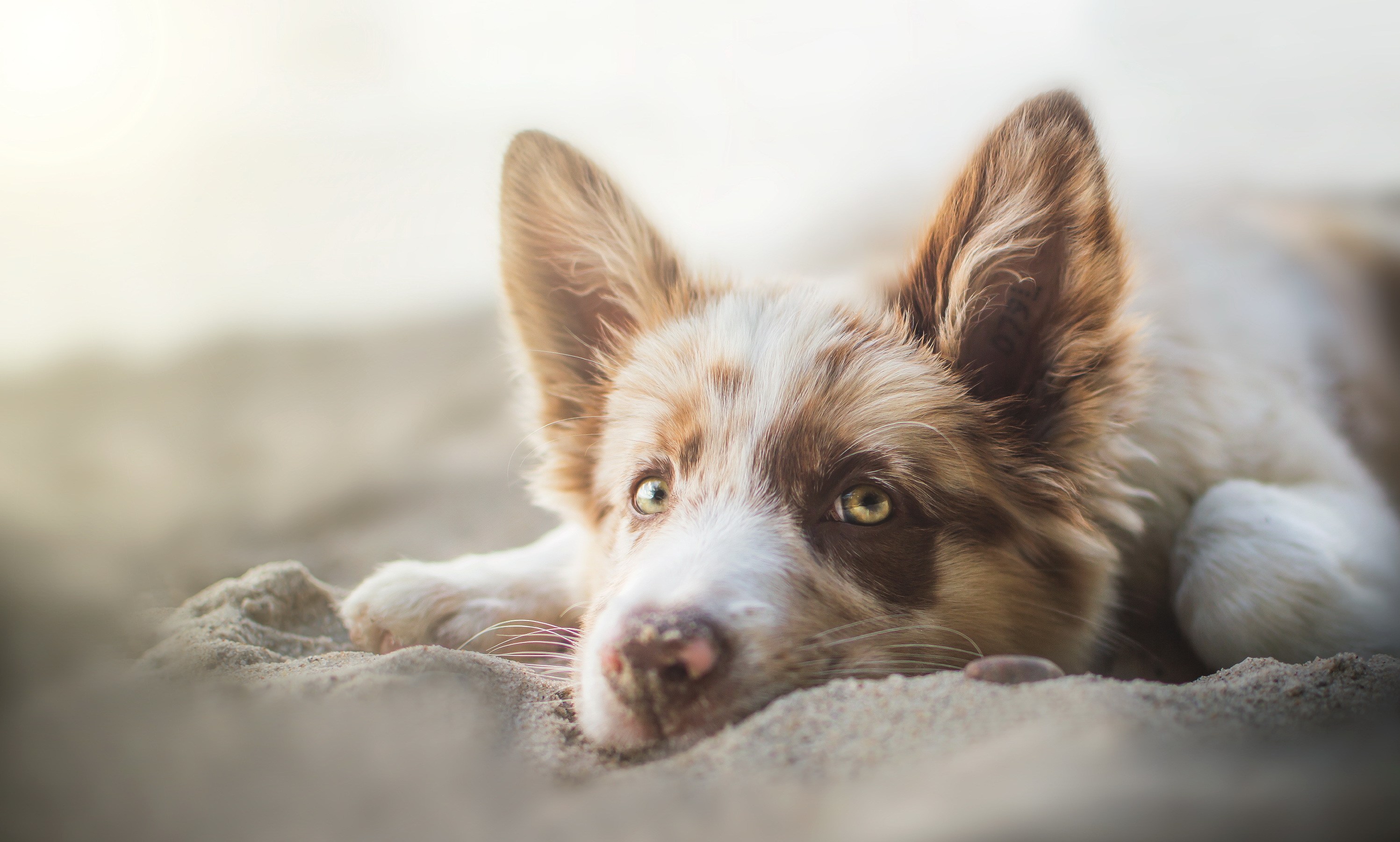 Free photo An Australian shepherd resting on the sand.