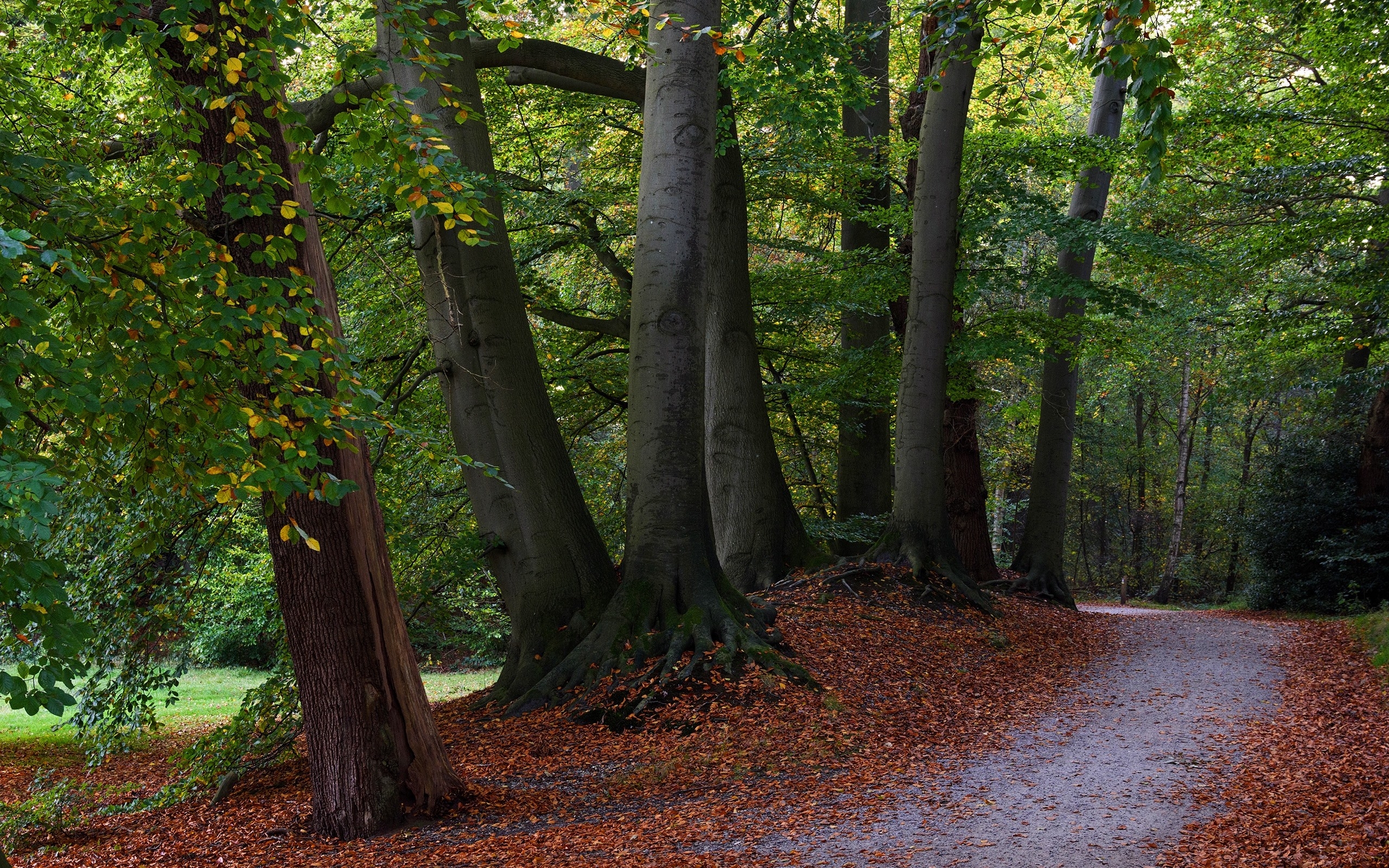 Free photo A walkway in the woods covered with leaves.