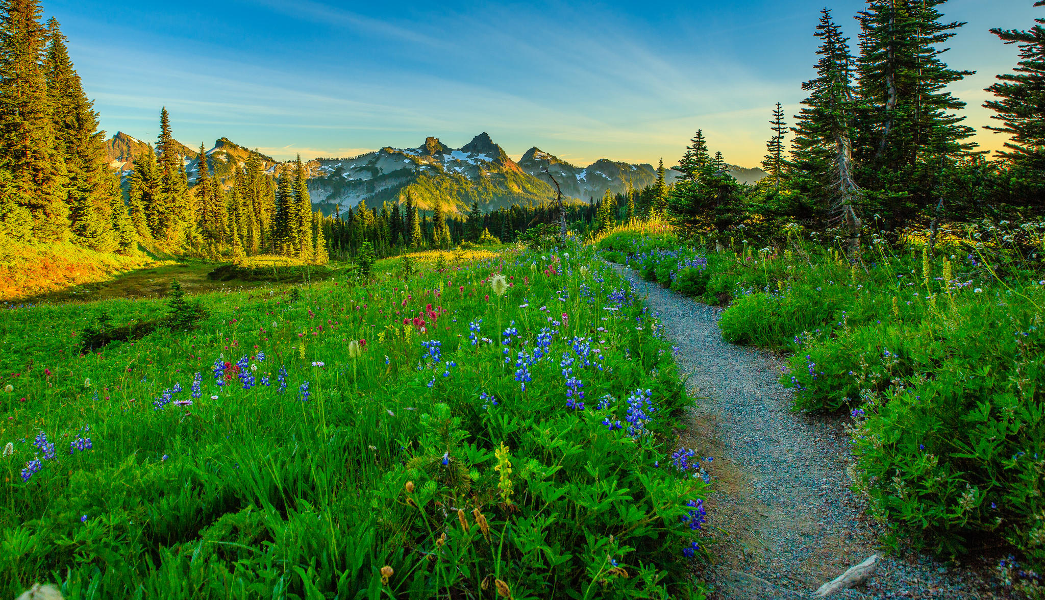 Обои Mount Rainier National Park Washington Альпийский луг на рабочий стол