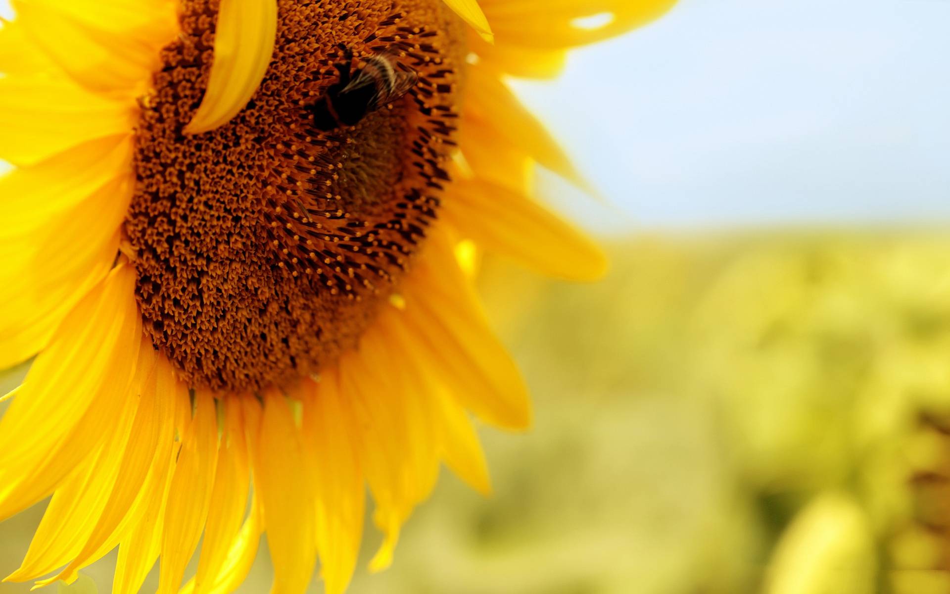 Wallpapers seeds sunflower yellow on the desktop