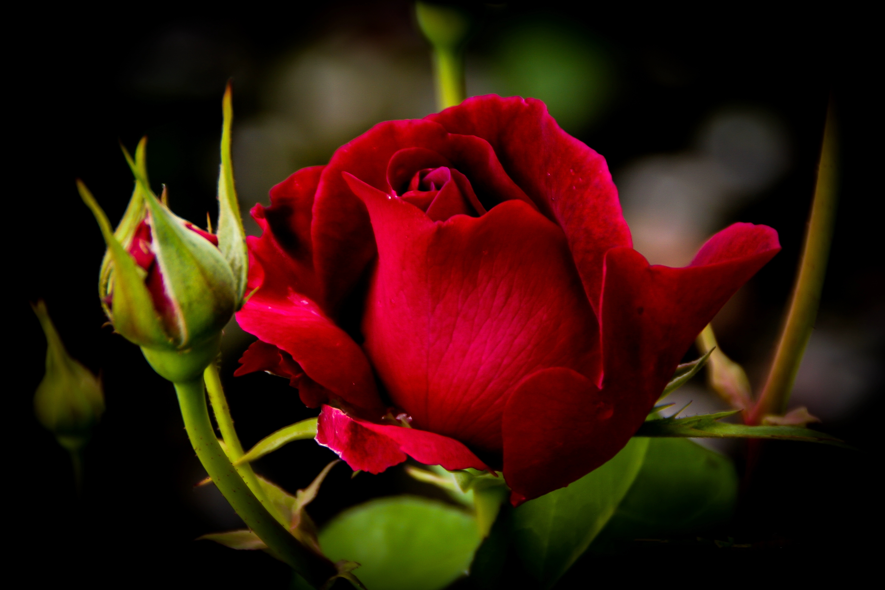 Wallpapers red flower red petals flora on the desktop