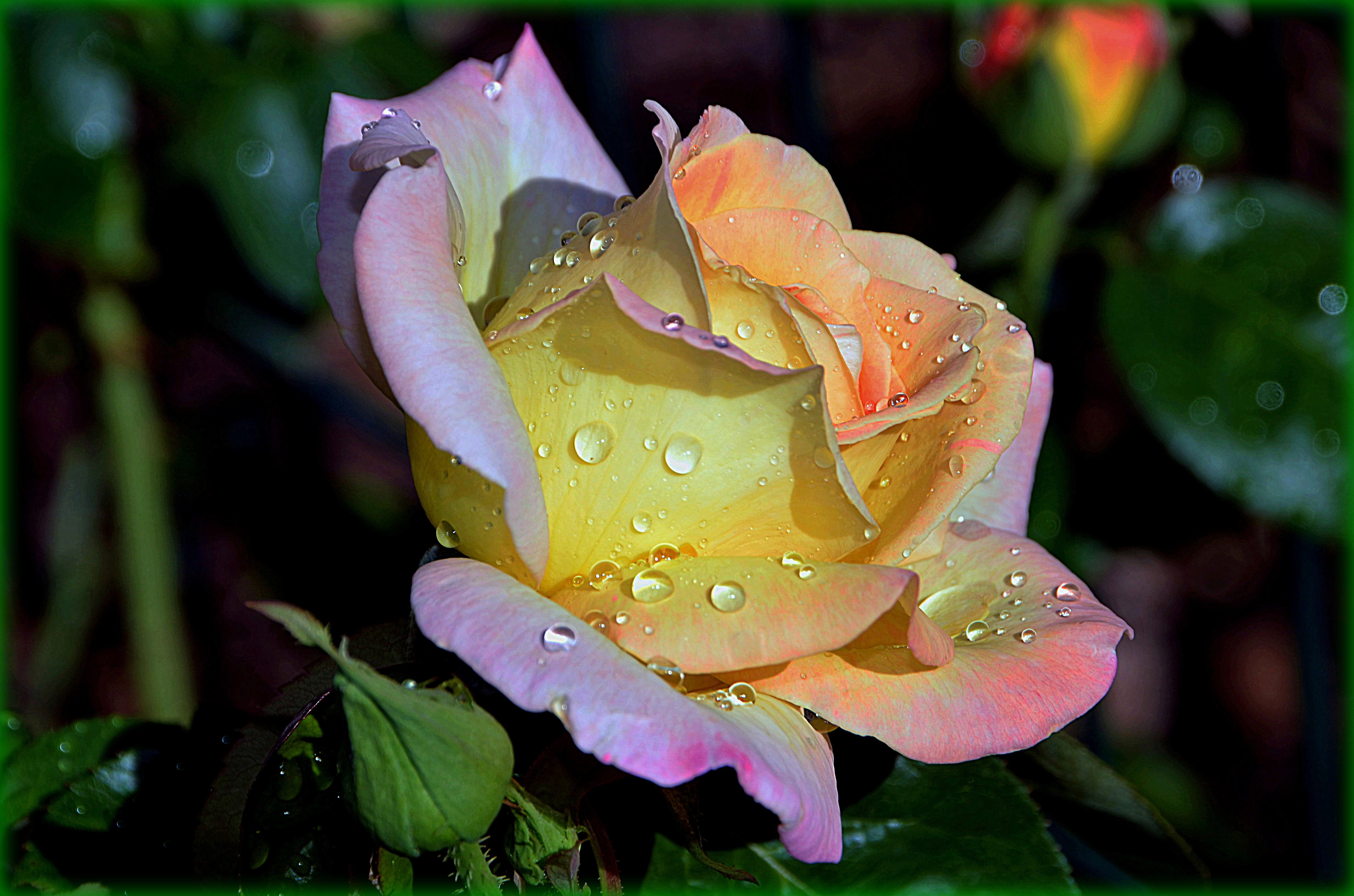 Wallpapers rose flowers colorful on the desktop