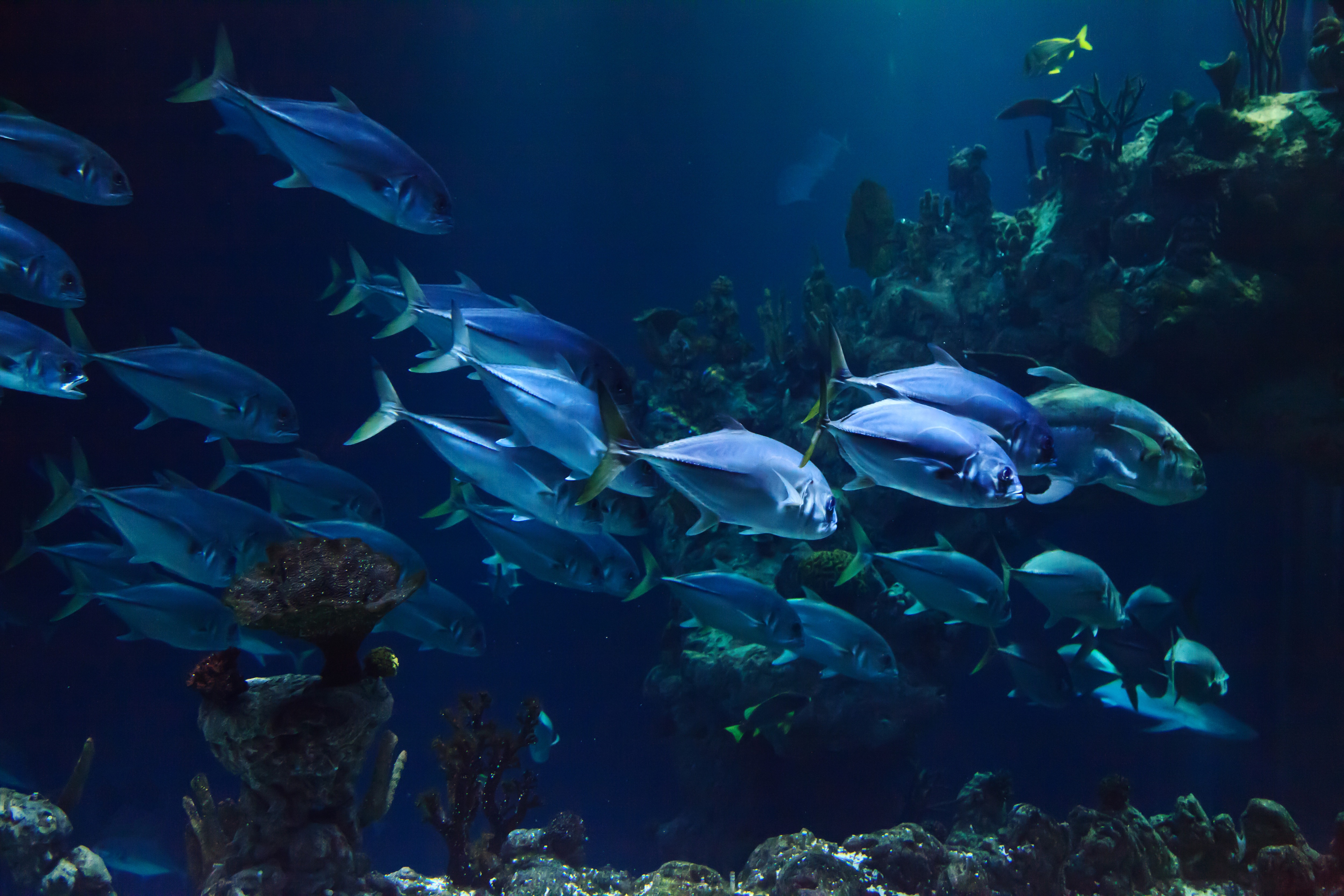 Free photo Sea fish swim near the bottom of the sea