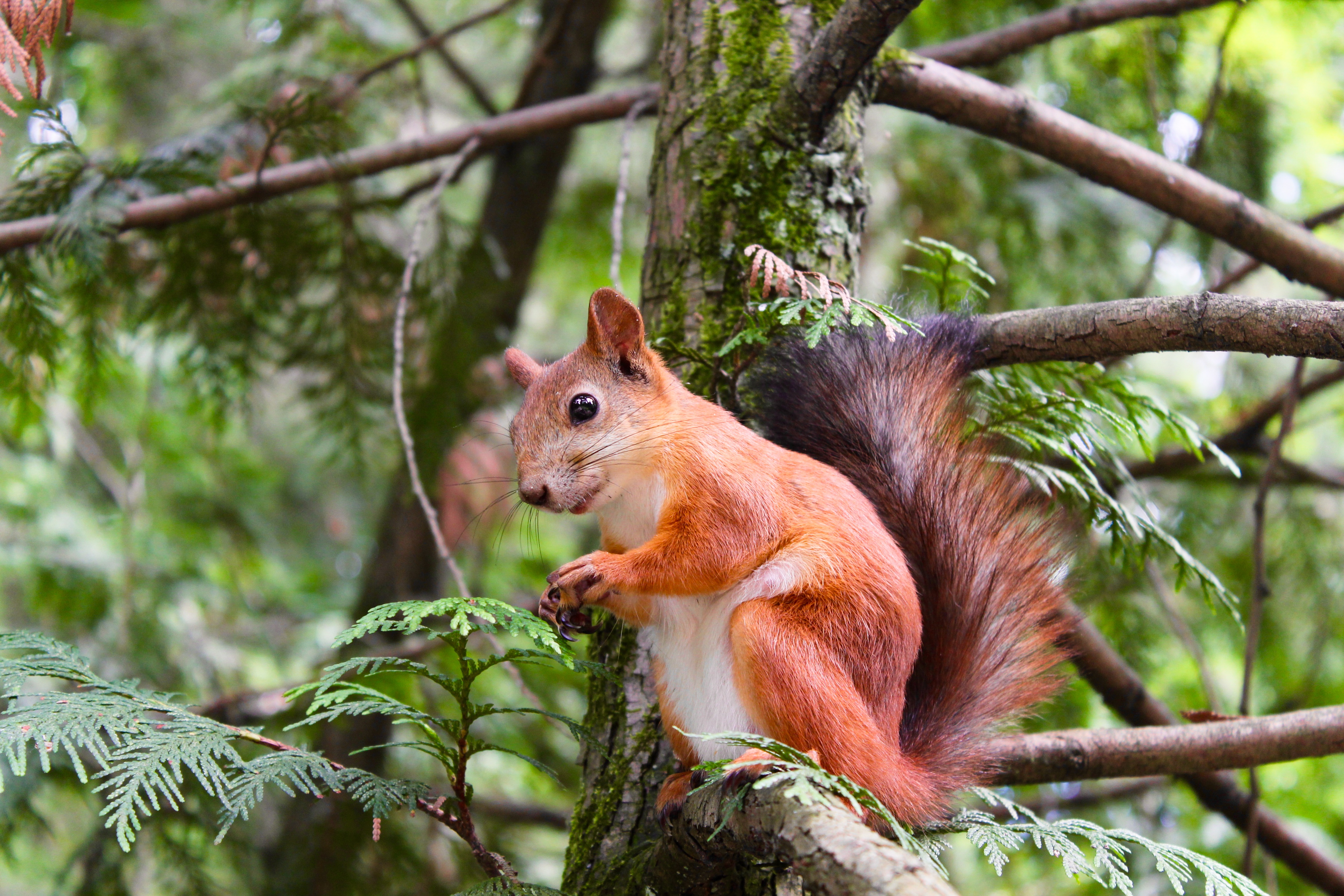 Free photo A little squirrel looks at the photographer