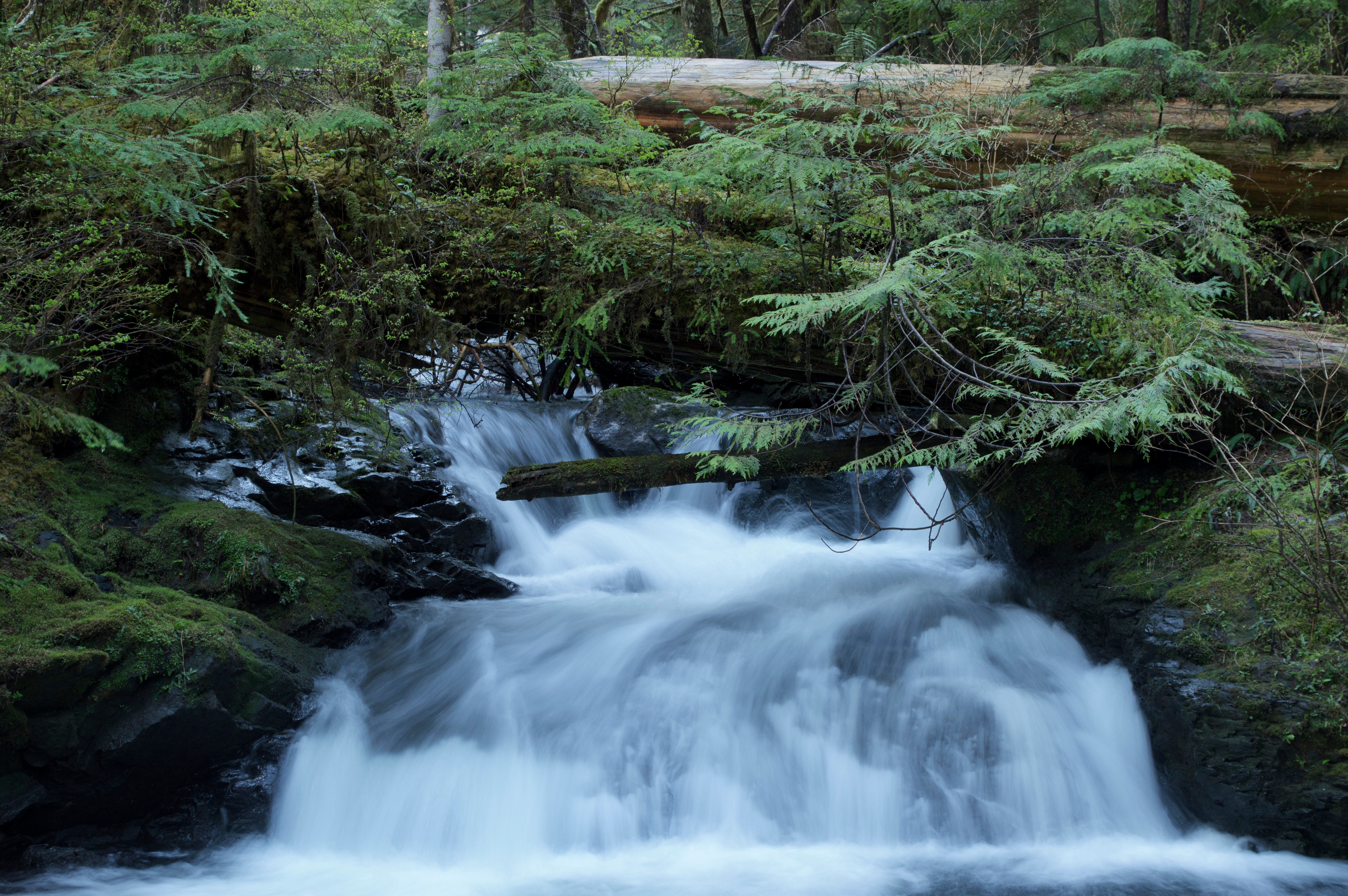 Бесплатное фото Большие ветки с зеленой листвой прикрывают реку