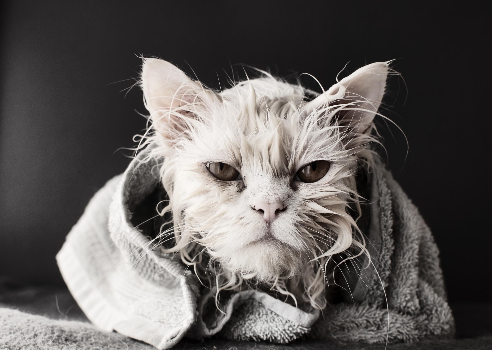 桌面上的壁纸白色 黑 猫