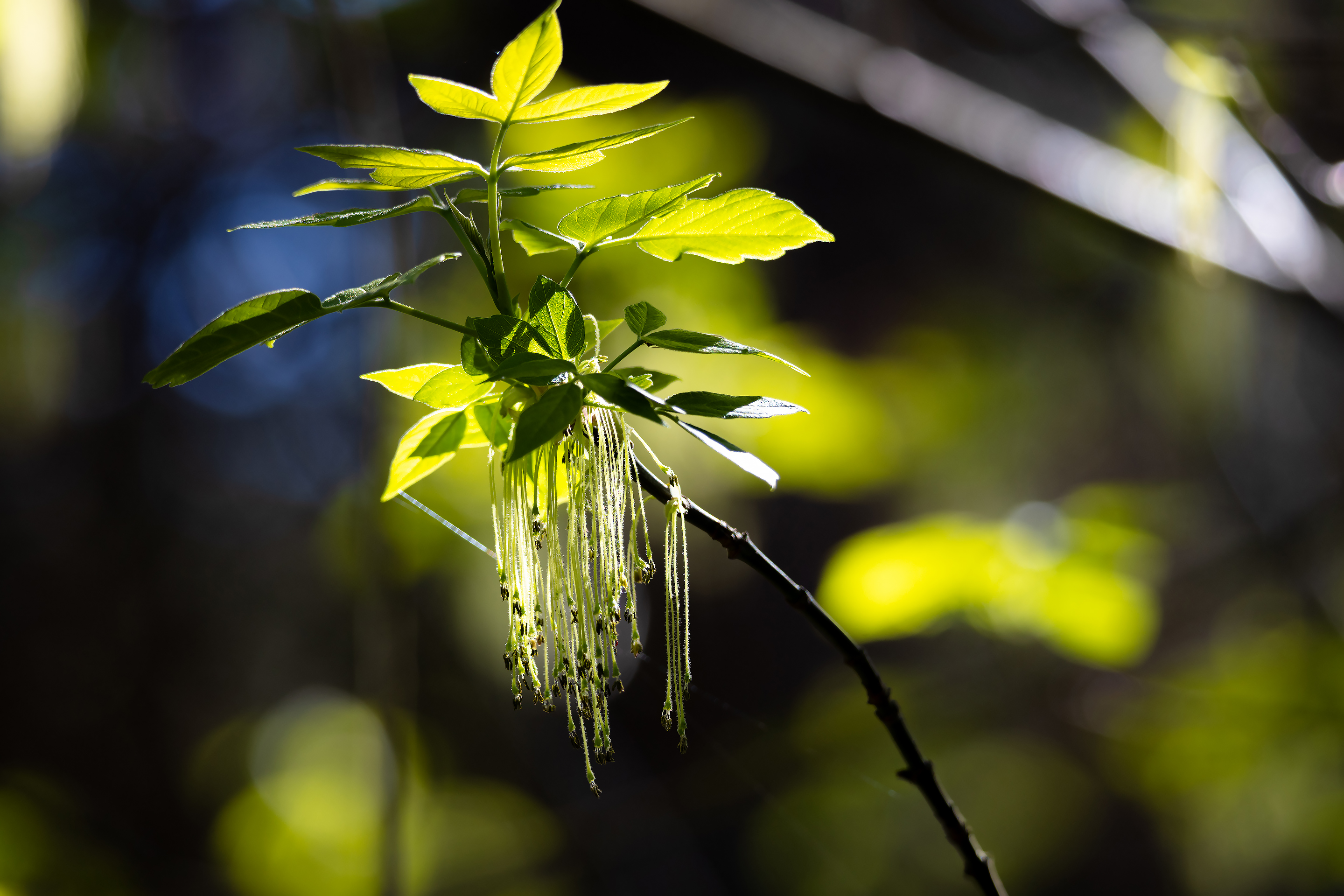 Ветка американского клёна