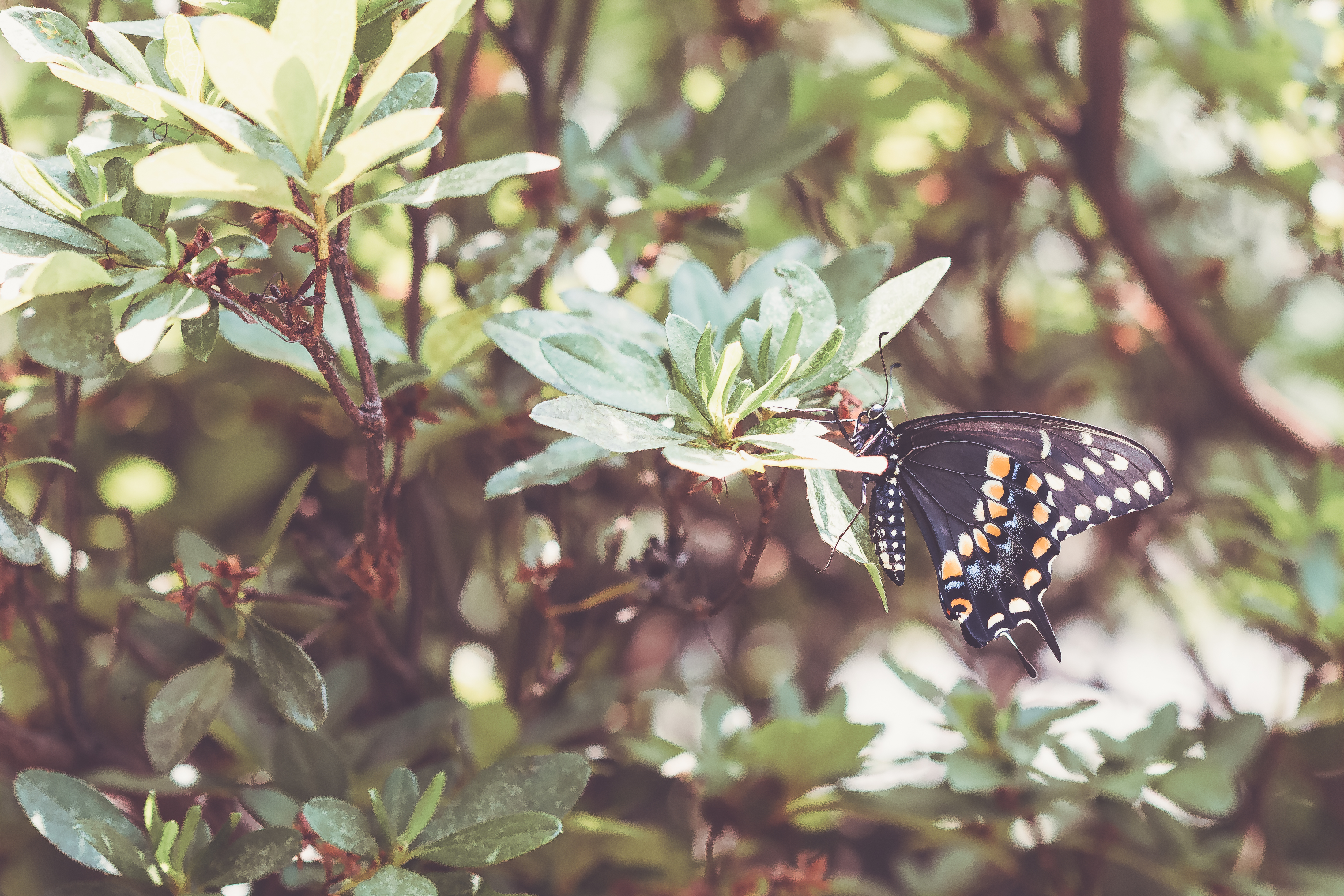 Free photo A black butterfly sits on a twig