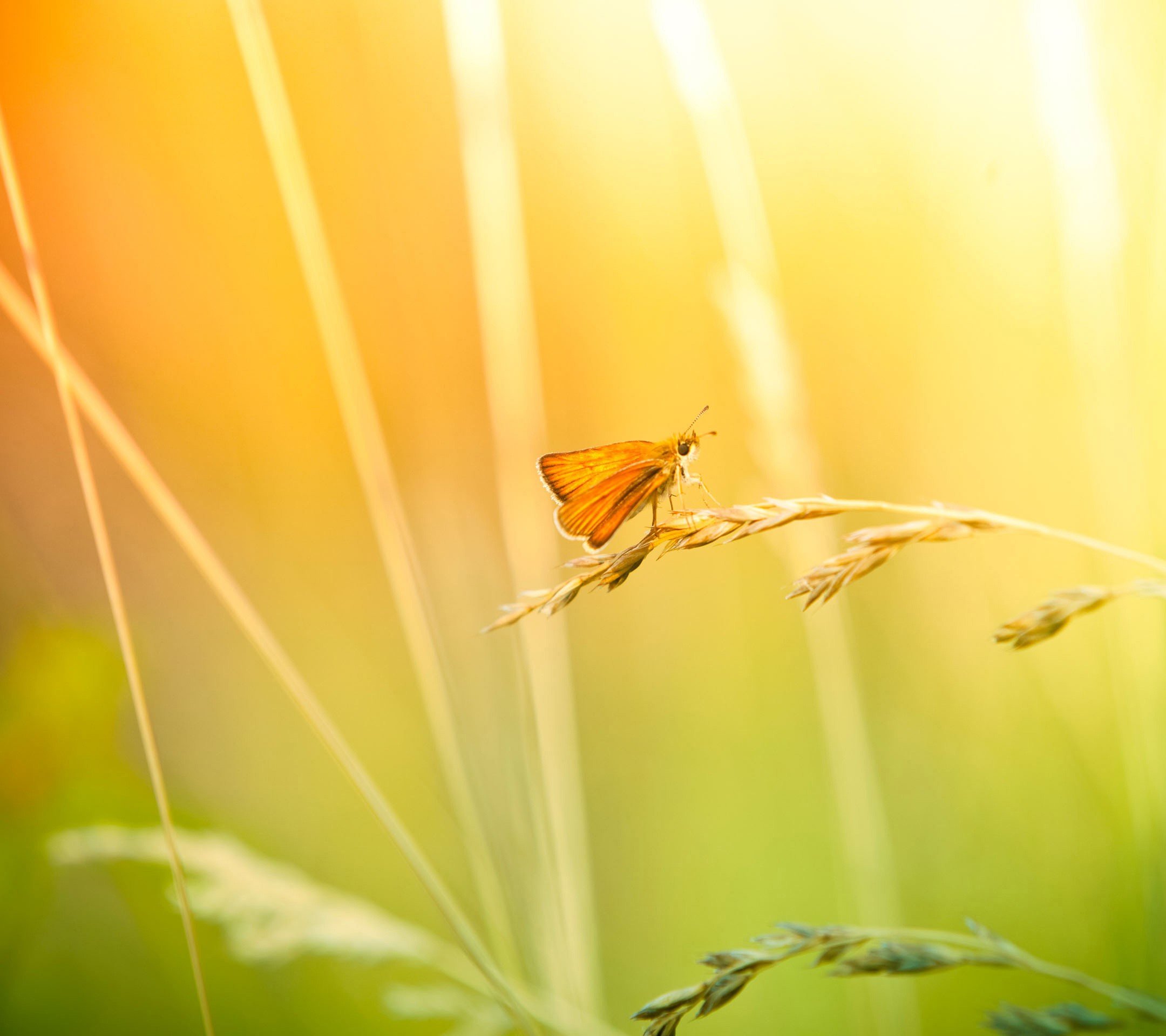 Free photo Butterfly floor in the sunlight