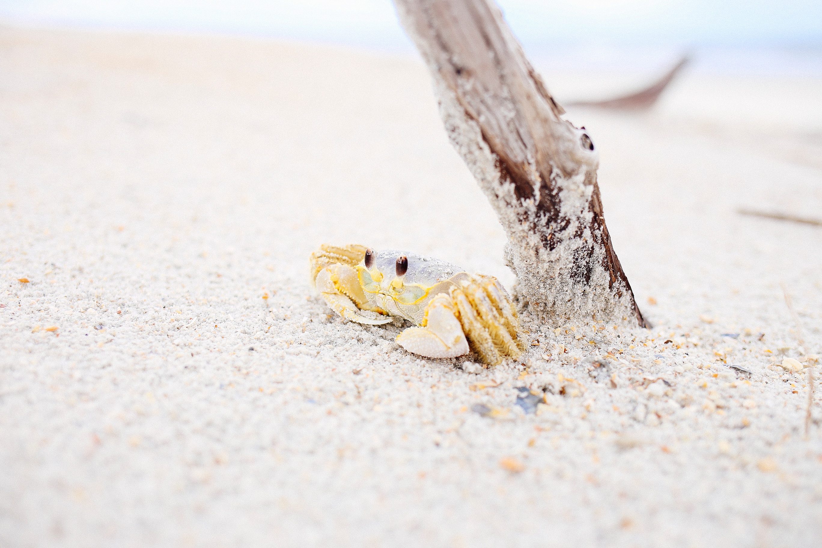 Wallpapers hand beach snag on the desktop