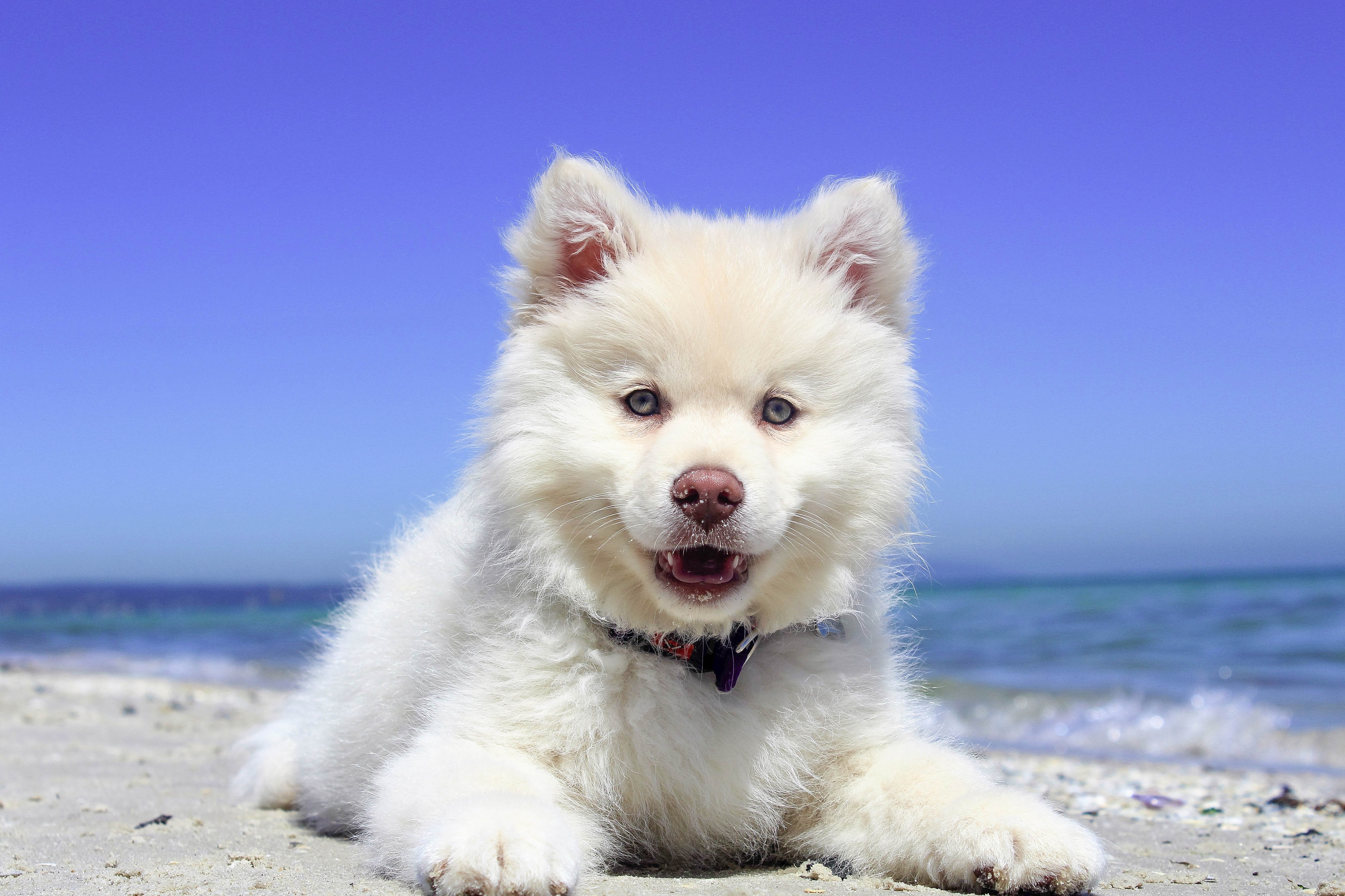 Free photo German Spitz Klein with white fur.