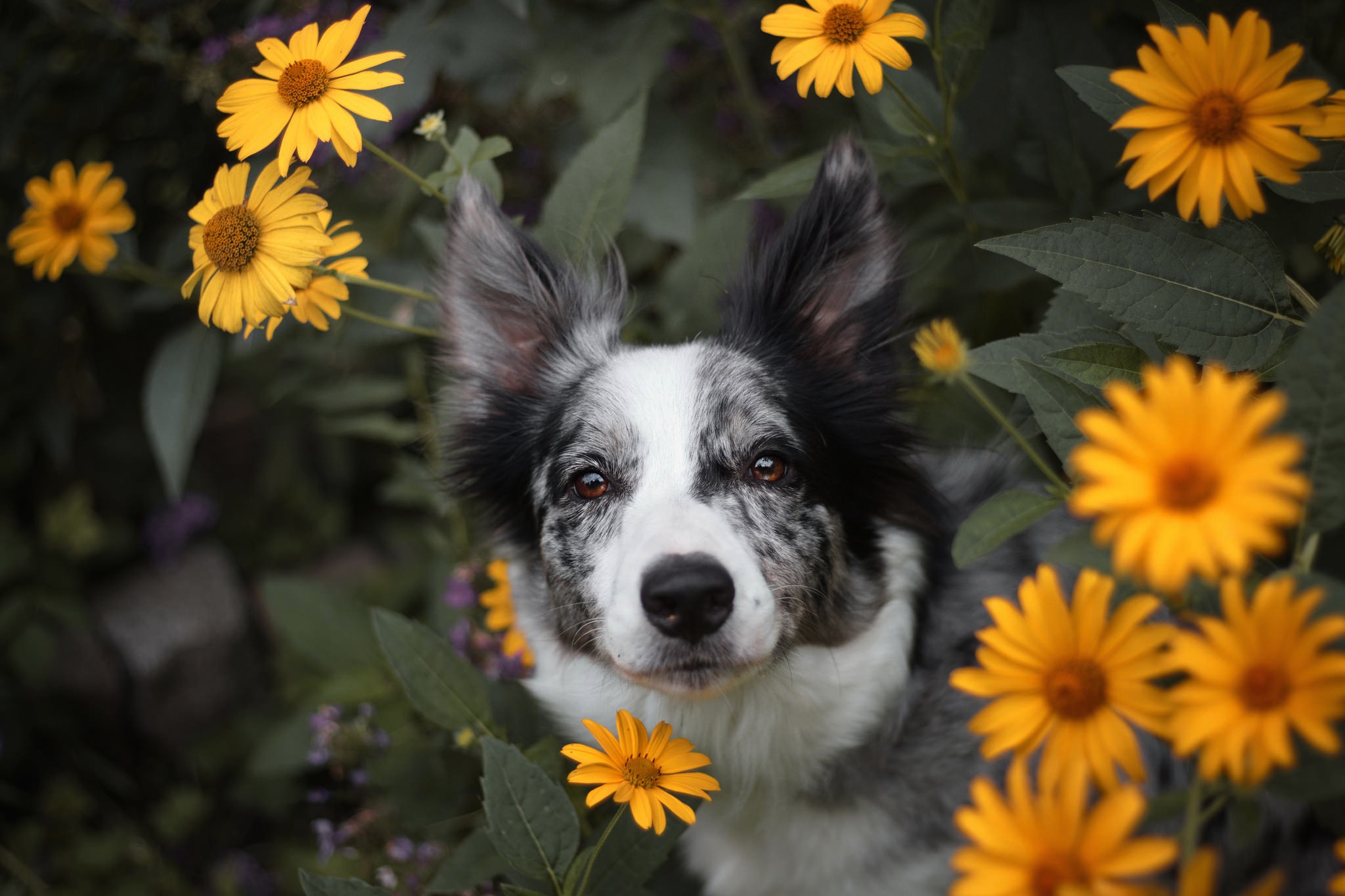 Free photo Dog in yellow