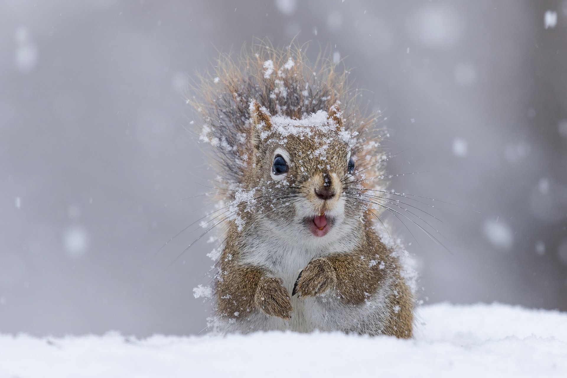 Free photo A squirrel is happy to see the snow falling.